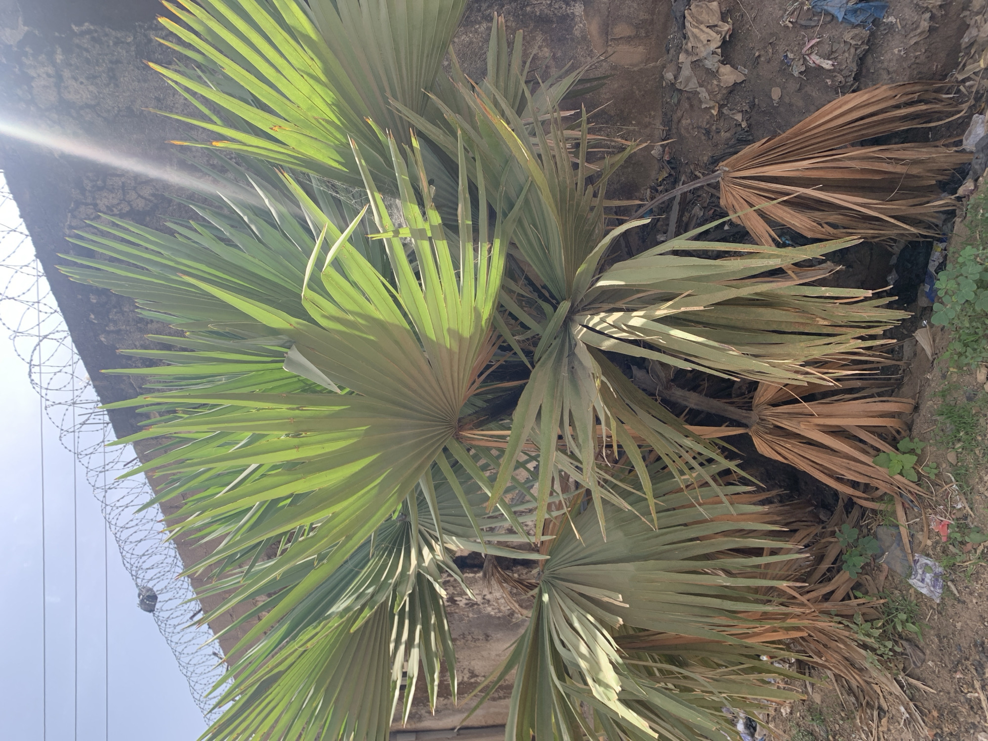 The image depicts a cluster of Bismarck palm trees adjacent to a concrete wall topped with barbed wire. The location is likely Rafin Par, Nigeria. Some of the palm fronds are vibrant green, while others are yellowing and browning. A dirt patch is visible near the base of the palms, with some discarded trash scattered within. The wall appears weathered and stained. Sunlight filters through the leaves, creating bright highlights. The sky is visible in the upper left corner of the frame.