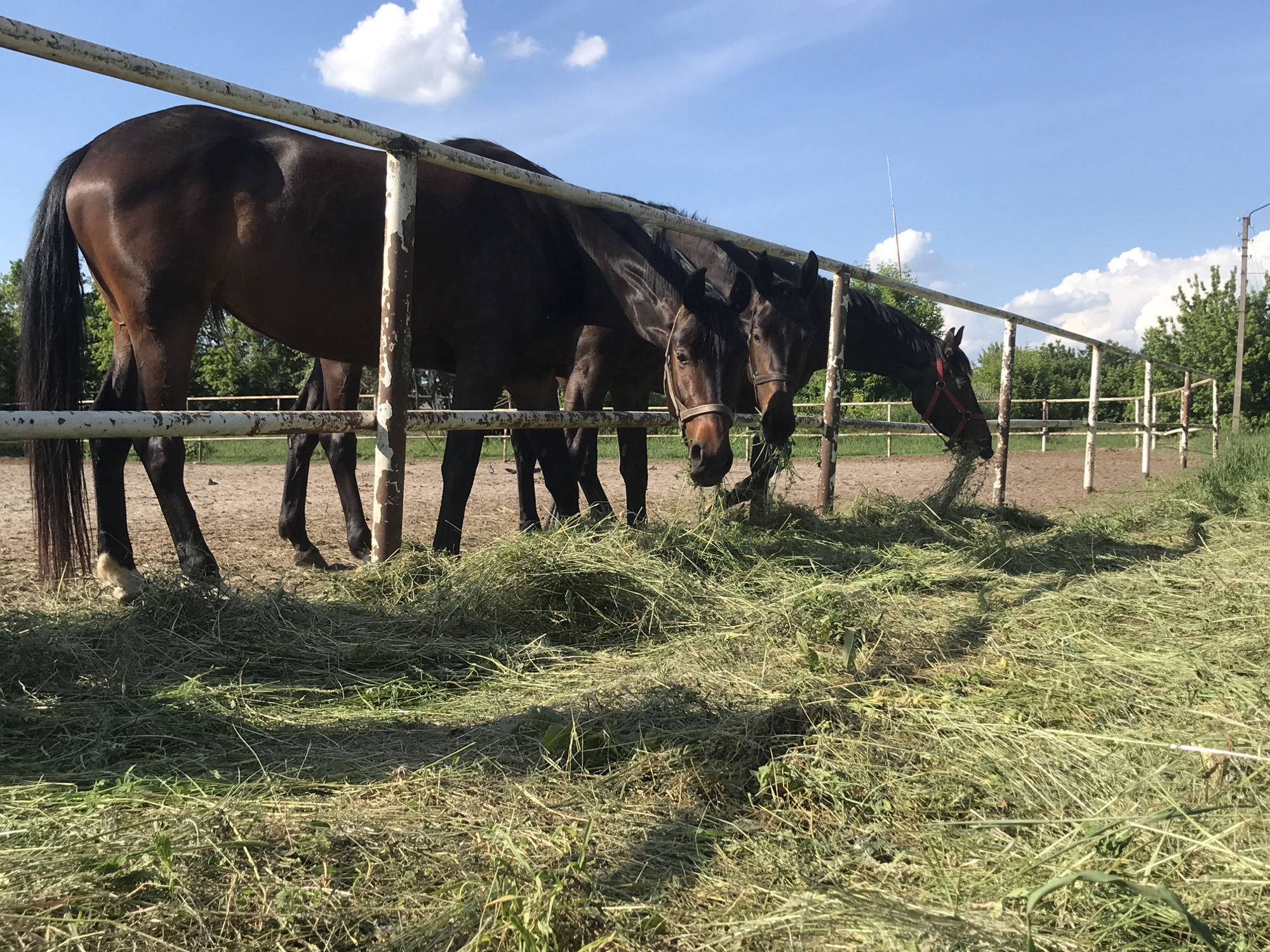 The image depicts an outdoor equestrian scene on a sunny day in Unknown, Unknown. Four dark bay or brown horses are visible in the mid-ground, positioned behind a white metal fence with peeling paint. Three horses are oriented towards the right, with their heads lowered, actively consuming piles of fresh green hay scattered on the dirt ground in front of the fence. One horse, centrally located, wears a light tan halter, while the horse further to the right wears a red halter. The hindquarters and tail of a fourth horse are visible on the far left, partially obscured by the fence.
The foreground consists of a mixture of dry, light-brown ground and patches of green hay and sparse vegetation. Beyond the fence, a lighter dirt or sand surface is visible, bordered by green grass and trees in the background. The sky above is clear blue with scattered cumulus clouds. On the far right, a utility pole with visible wires stands against the sky. A slender, white, pole-like structure extends diagonally upwards from behind trees on the left side of the frame. Sunlight casts distinct shadows on the ground and vegetation, indicating a high sun position.