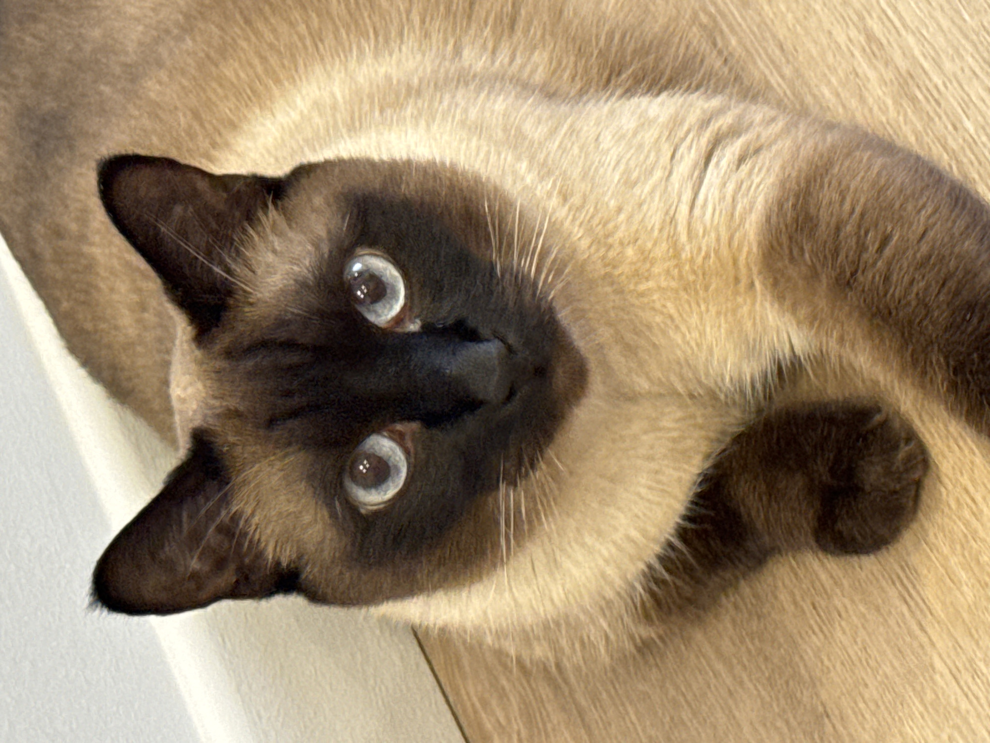 A Siamese cat is lying on a wooden floor, near a white baseboard. The cat is light brown with darker brown points on its face, ears, and paws. Its eyes are a striking light blue. The image is taken from a high angle, looking down at the cat. The background is a plain white wall. There are no people or other animals visible in the image. The scene appears to be indoors, in a domestic setting. No specific location in Saint Petersburg, Russia, can be identified from the image.