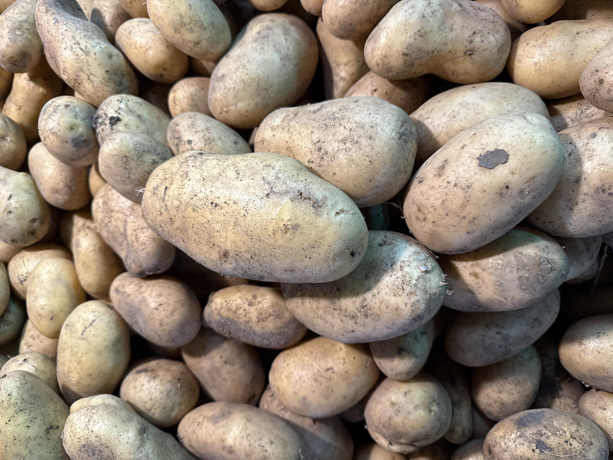 A close-up, overhead shot displays a large pile of unwashed, russet potatoes. The potatoes are various sizes and shapes, with some elongated and others more oval. Their skins are a light tan color, with visible dirt and small blemishes scattered across their surfaces. The lighting is somewhat diffused, creating subtle shadows that highlight the textures of the potatoes. The background is a blur of more potatoes, suggesting a large quantity of produce. The scene appears to be a market stall or agricultural setting, likely in the city of Lokbatan, Azerbaijan, given the context provided, where such potatoes would be commonly found for sale or storage. There are no people visible in the image.