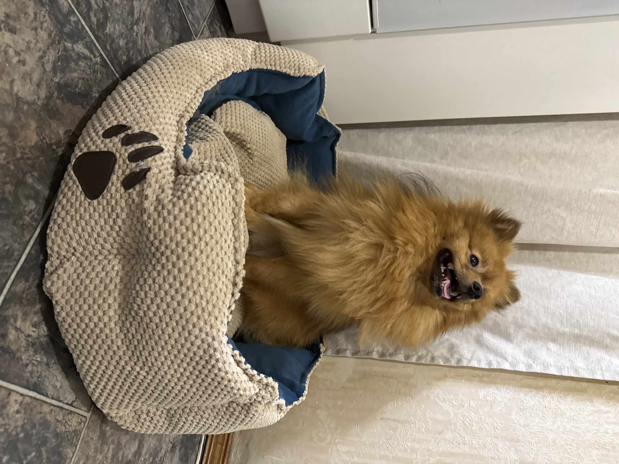 A tan Pomeranian dog is partially lying in a beige and blue dog bed with a paw print design. The dog is oriented horizontally in the frame, with its head towards the right and its body extending into the bed on the left. The dog's mouth is open, revealing teeth. The dog bed is positioned on the floor, partly on a grey tile and partly on a light beige surface, which appears to be a bed or a covered surface. In the background, a white cabinet is visible above the beige surface. The scene is indoors.
There is no information in the image that would allow to deduce the location in the city of Khimki, Russia.