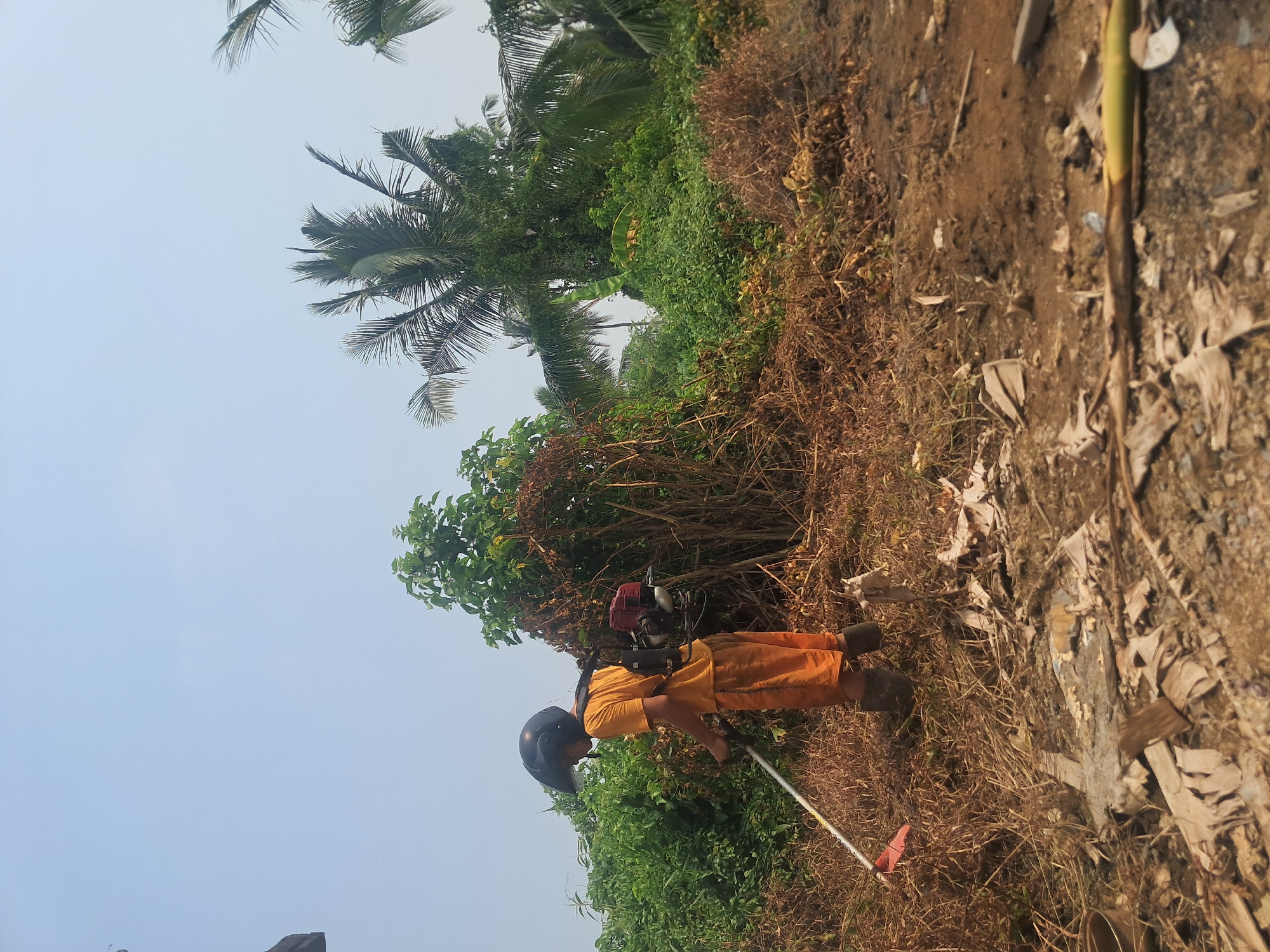 A young male wearing a black helmet and an orange t-shirt and shorts is using a brush cutter to clear overgrown vegetation. He is also wearing dark boots. The brush cutter is a backpack model with a red gas-powered engine mounted on his back. The area is densely vegetated with a mix of green and dry brush, with tall palm trees in the background. The ground is covered in dry leaves, branches, and some debris. The sky is clear and light blue. The image appears to be taken outdoors during the day. The overall scene depicts manual labor in an overgrown outdoor environment.