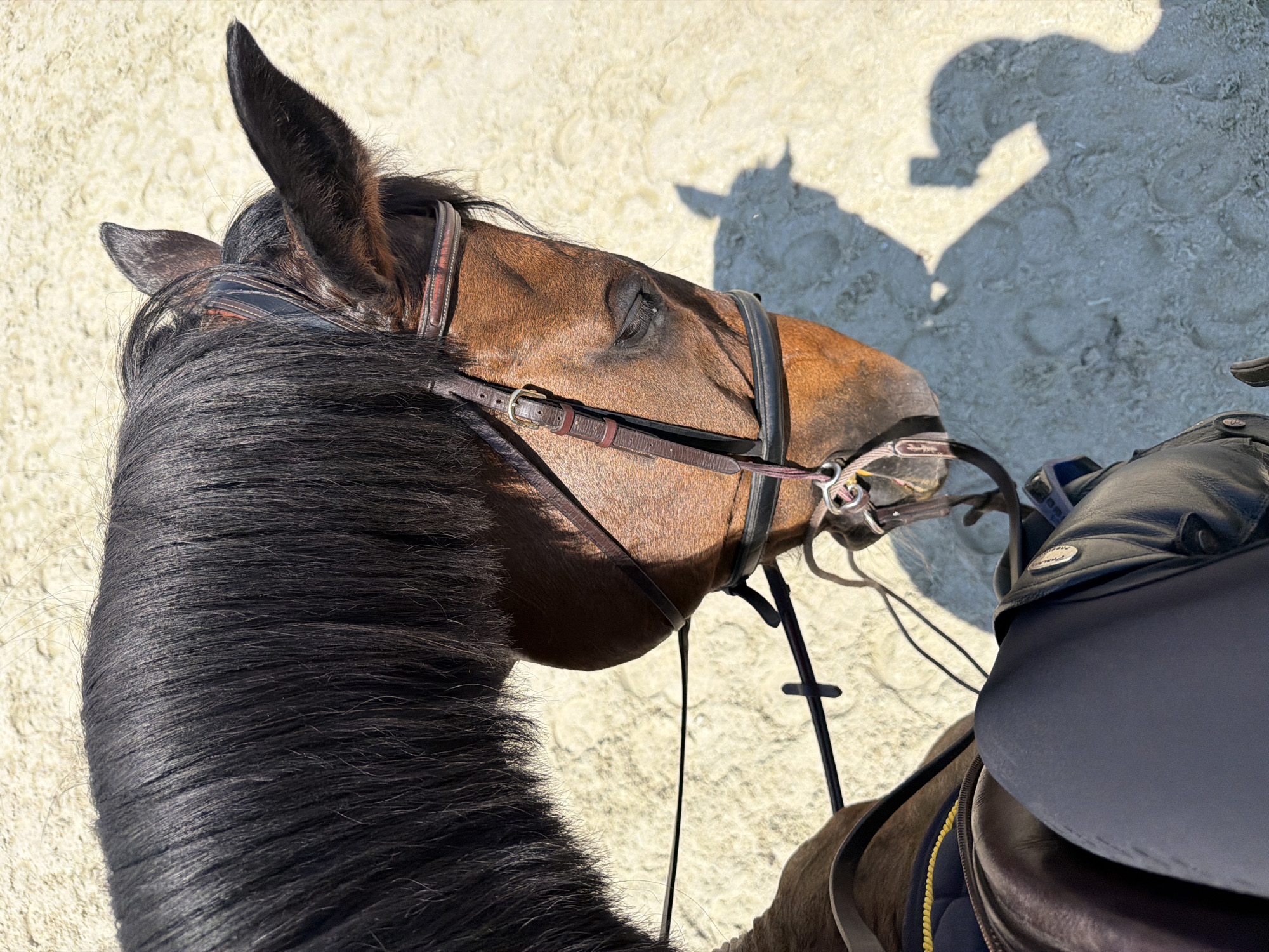 An overhead, close-up shot captures a bay horse's head and a rider's legs, positioned at an outdoor riding arena. The horse, with a long, dark mane and wearing a brown leather bridle, is facing downwards, its eye closed and resting. A rider, clad in dark riding breeches and boots, is seated on the horse. The ground beneath them is a light-colored sandy surface, marked with hoof prints. The scene appears to be set in Tsaratsovo, Bulgaria, as indicated by the available context. The light conditions suggest it is daytime, with a shadow of the rider holding a phone visible on the ground.