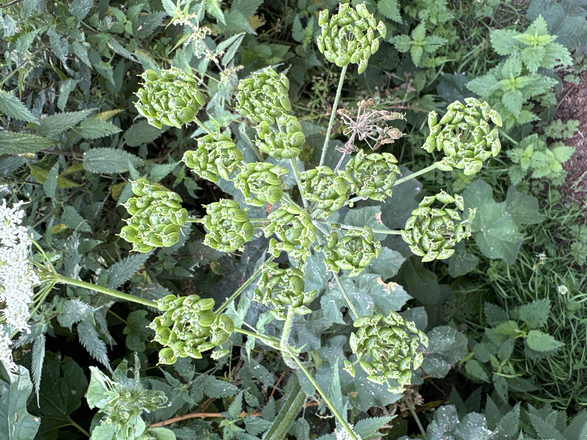 The image is a close-up, eye-level shot of a plant with green seed pods against a background of green foliage. The plant has a central stem from which many smaller stems branch out, each terminating in a cluster of small, green, heart-shaped seed pods. The seed pods are arranged in a circular pattern at the end of each stem, with many individual pods visible in each cluster. Some of the pods have small, lighter-colored tips. In the upper left portion of the image, there is a cluster of white flowers, which appear to be part of the same plant. The background is filled with various shades of green leaves and some grass, creating a natural, outdoor setting. There are no people or animals visible in the image. The lighting is natural, suggesting it was taken during the day. The overall impression is one of natural growth and seed production.