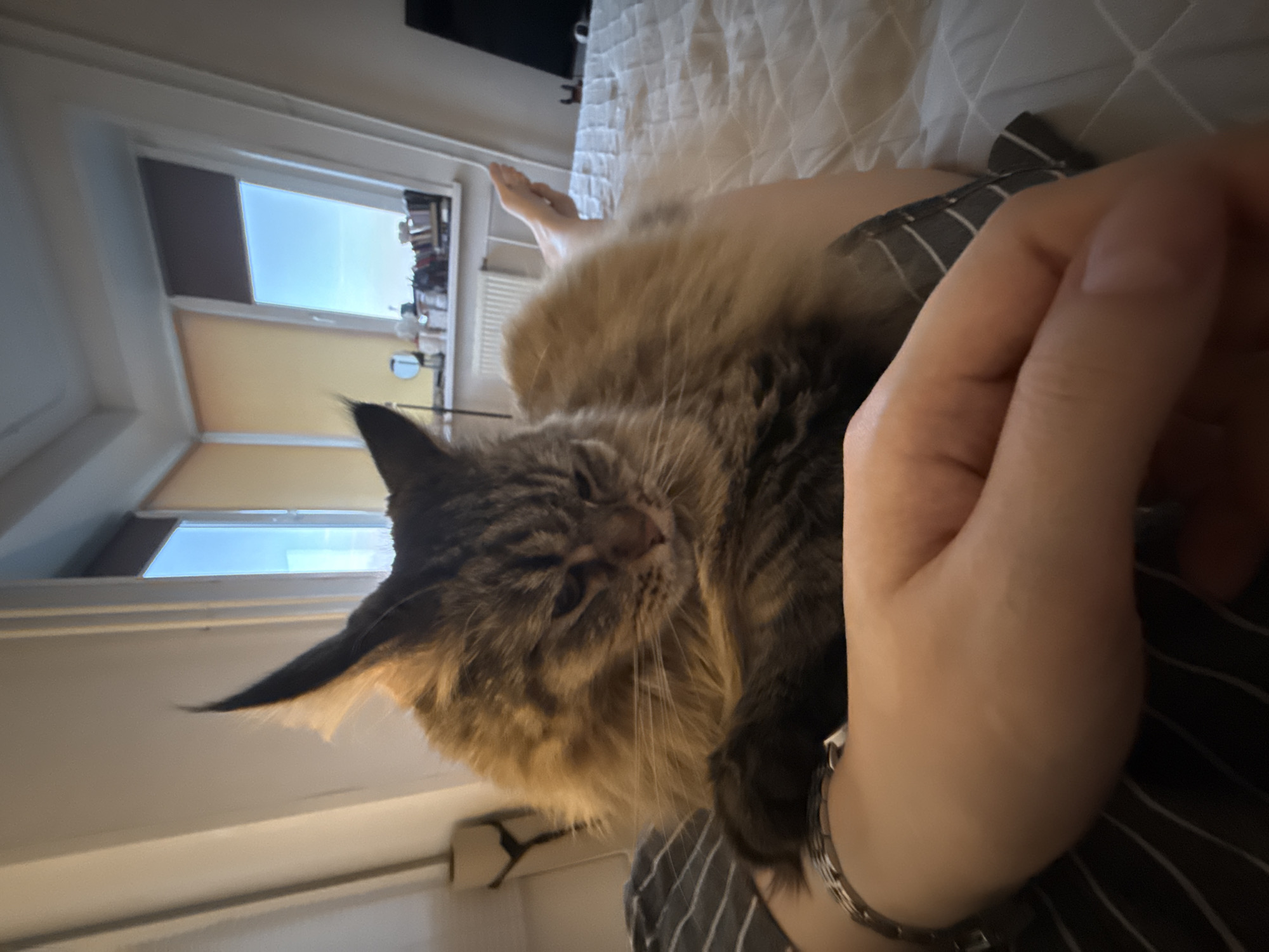 A brown tabby cat lies on a person's lap, who is lying in bed, presumably indoors. The cat is looking towards the viewer, its face relaxed. The person is wearing a striped shirt and a silver bracelet. The bedroom has a window, allowing natural light to illuminate the scene. The location cannot be determined.