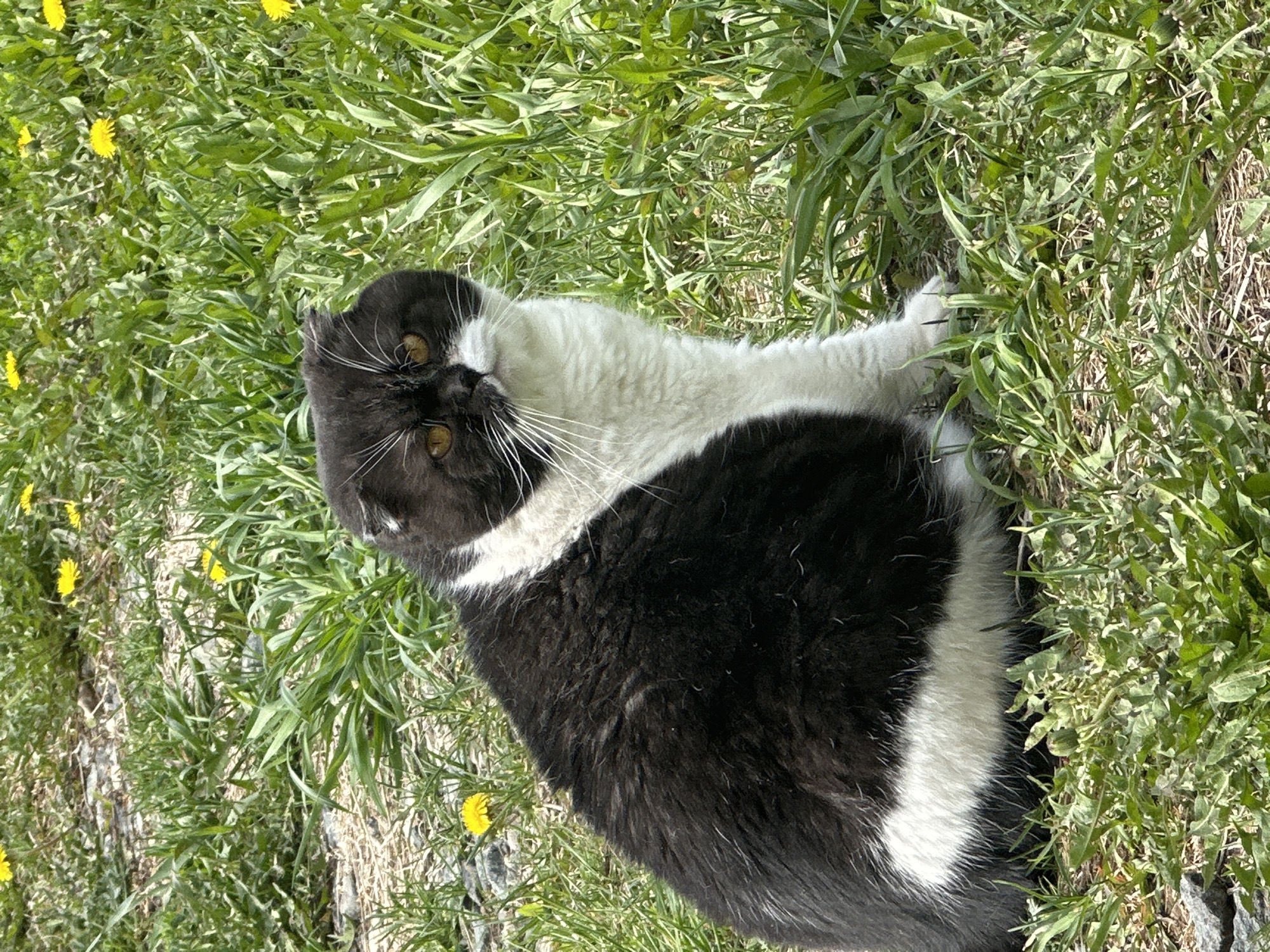 A black and white cat lies on green grass. The scene shows the cat and the grass, without specifying a location.
