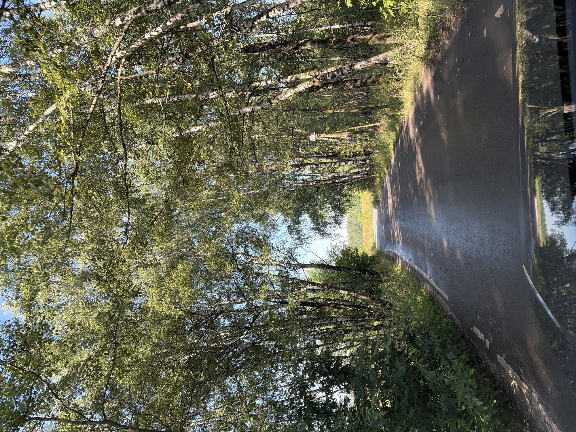 The image shows a paved road passing through a birch forest. The trees, with their characteristic white bark, line both sides of the road, forming a canopy overhead. The road appears to be wet, reflecting the sunlight and the surrounding trees. In the distance, the road curves and leads towards a sunlit field with trees at the horizon. The foreground shows the reflection of the trees and sky on the wet surface, likely a car's hood. The scene is consistent with a rural or semi-rural setting in the city of Keramik Snt (Belaya), Russia, likely during the daytime under a clear sky. There are no people or specific objects other than the natural environment and the road itself.