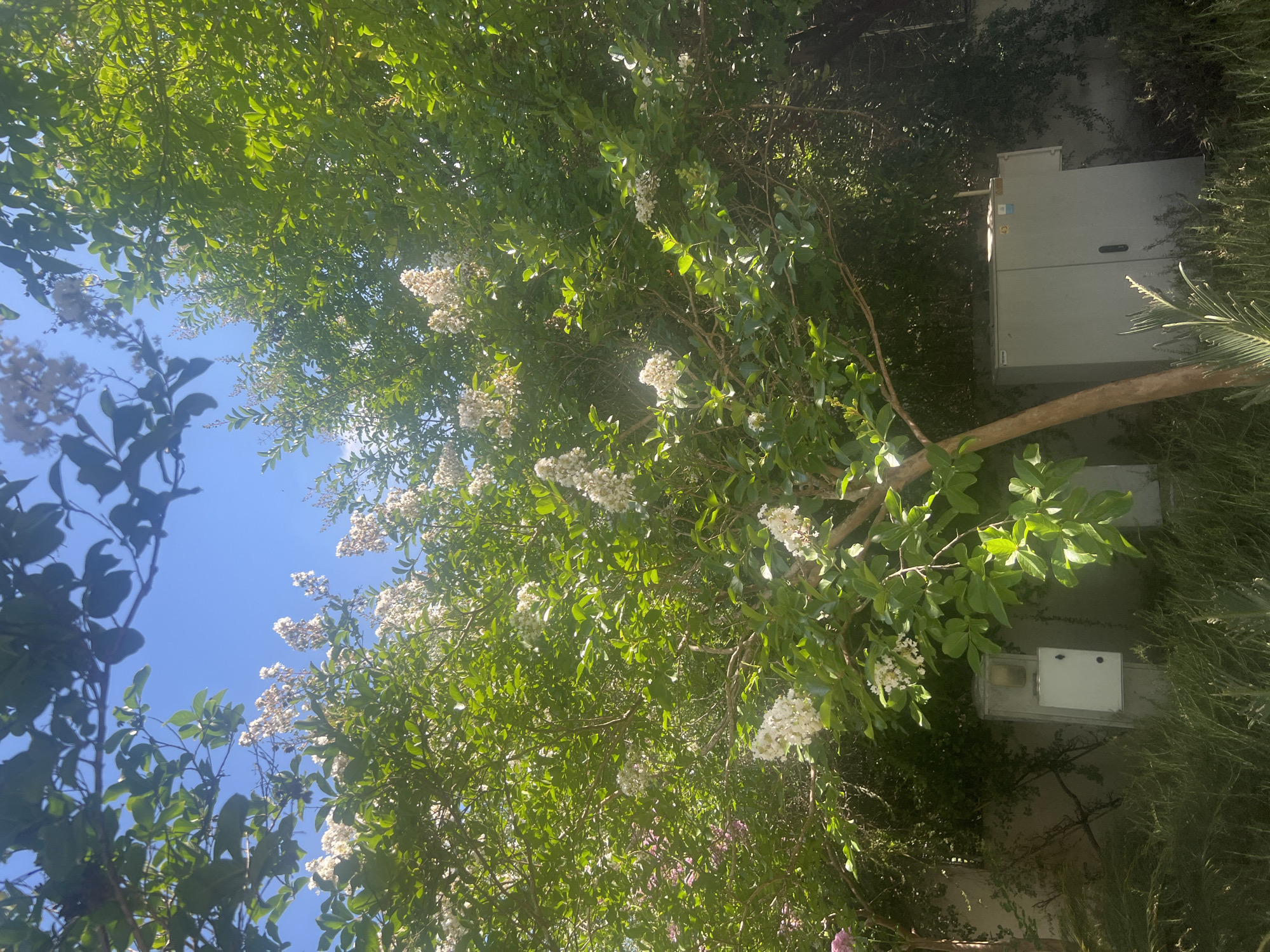 A medium shot captures a flowering tree with white blossoms and lush green leaves against a clear blue sky in Hof HaCarmel Regional Council, Israel. Sunlight filters through the foliage, creating bright highlights. In the foreground, various types of green foliage and plants are visible, with some dry grasses towards the bottom. Behind the tree, two utility boxes are partially obscured by greenery. One box is lighter gray and situated on the left, featuring a white panel with a dark circular dial and a smaller rectangular compartment. The second box is larger, darker gray, and located to the right, with a dark handle and a visible serial number label. The overall scene is natural and serene, with a hint of urban infrastructure present.