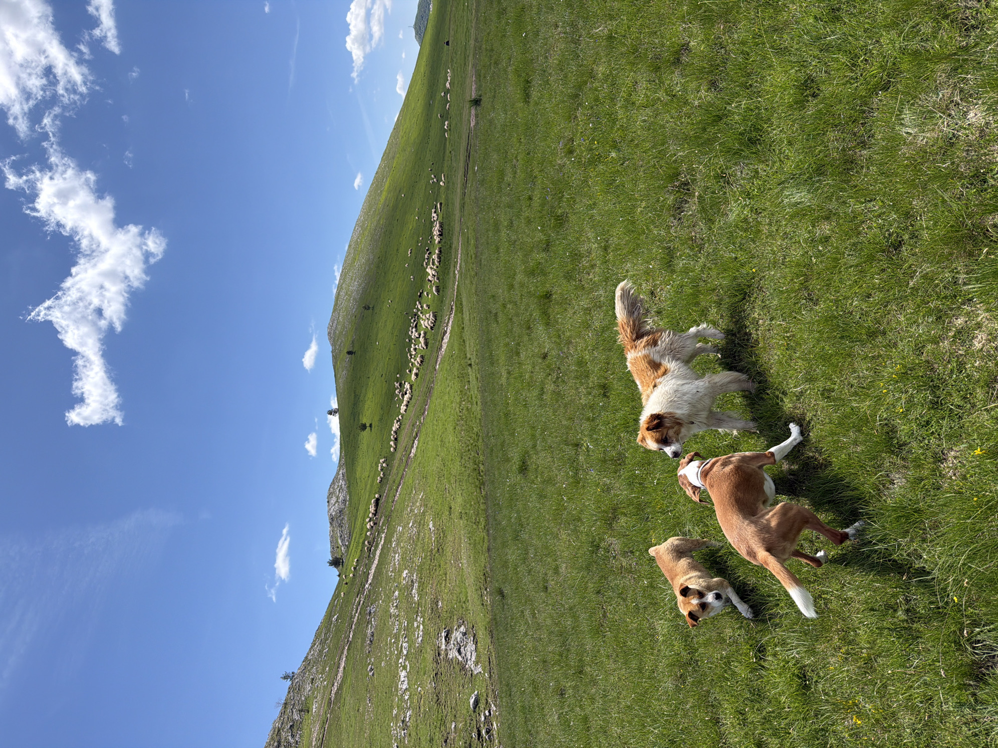The image depicts a sunlit rural landscape in Novakovići, Montenegro, characterized by expansive green hills under a bright blue sky with scattered white clouds. In the foreground, three domestic dogs are present on a verdant grassy field. One dog, light brown with white markings, is on the left, facing forward in a low stance. A second dog, reddish-brown with white on its chest and legs, is in the center, positioned with its back to the viewer and its tail raised, engaging with the third dog. The third dog, on the right, is shaggy with white and brown patches, looking towards the central dog. The dogs appear to be interacting playfully. In the mid-ground and background, the gently sloping hills are covered with lush green grass, interspersed with patches of exposed rock and a few solitary evergreen trees. A large flock of white sheep is visible grazing across the hillsides. On the far right, a distant mountain peak with a visible structure, possibly a communication tower, rises against the horizon.