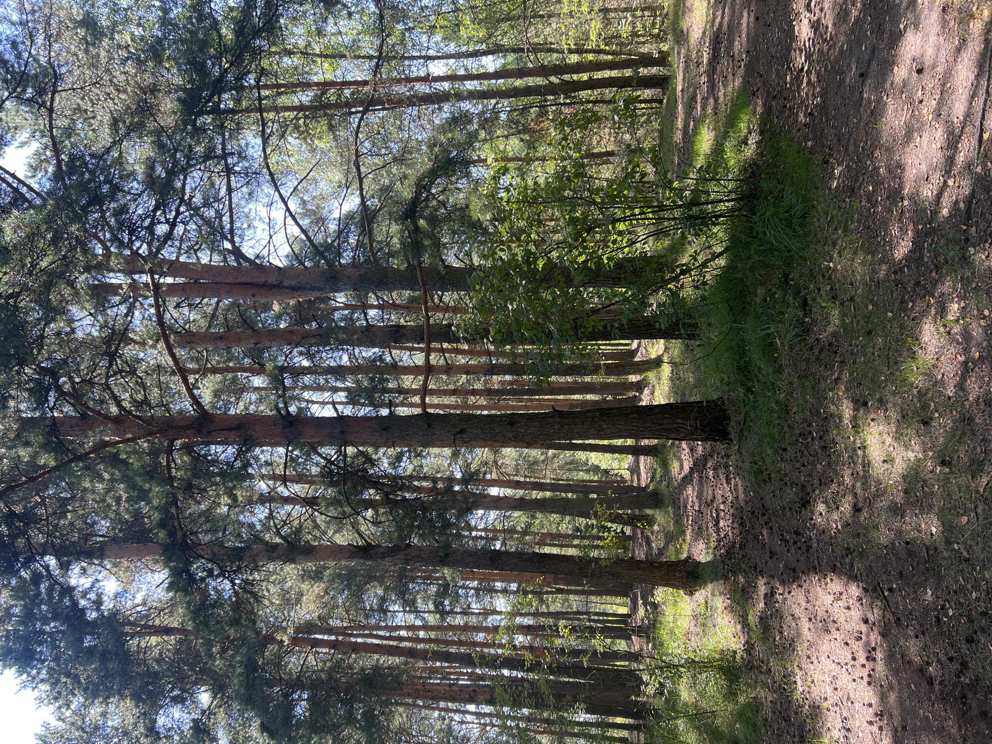 The image shows a sun-dappled forest path in Pyatkovo, Russia. Tall pine trees with brown trunks dominate the scene, their needles creating a dense canopy overhead. Sunlight filters through the branches, casting dappled shadows on the forest floor, which is covered with pine cones, dry leaves, and patches of green grass. A winding dirt path, also strewn with pine cones, leads into the distance, disappearing between the trees. In the foreground to the right, a thick patch of green bushes stands out against the muted tones of the forest. The overall impression is one of a peaceful, natural woodland environment on a clear day. There are no people or animals visible in the image.