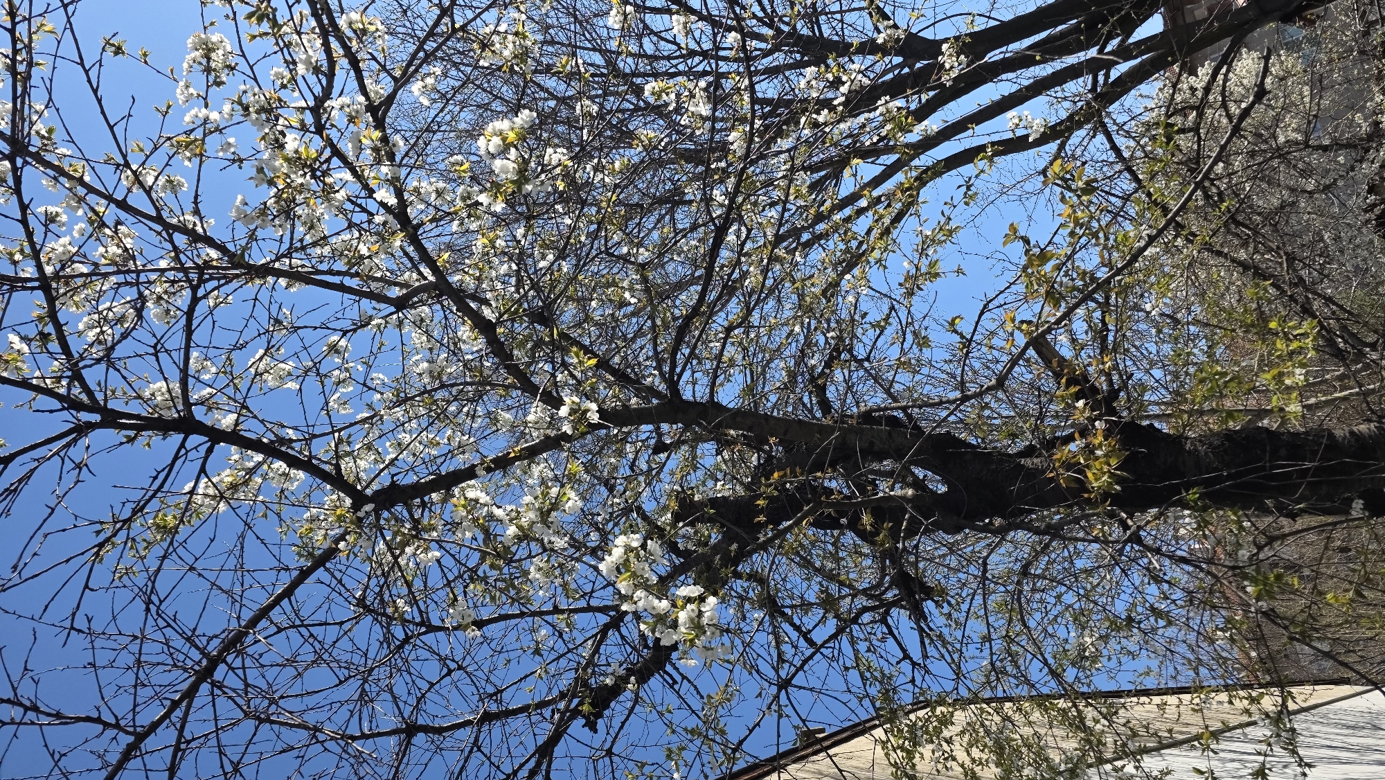 A low-angle shot of a tree in bloom against a clear blue sky. The tree has dark, bare branches interspersed with clusters of small white flowers and emerging green leaves. The branches are silhouetted against the bright sky, creating a contrasting pattern. Parts of buildings appear on the bottom right, and the trees and buildings suggest an urban setting. While the location is Blagoevgrad, Bulgaria, there are no identifying landmarks.