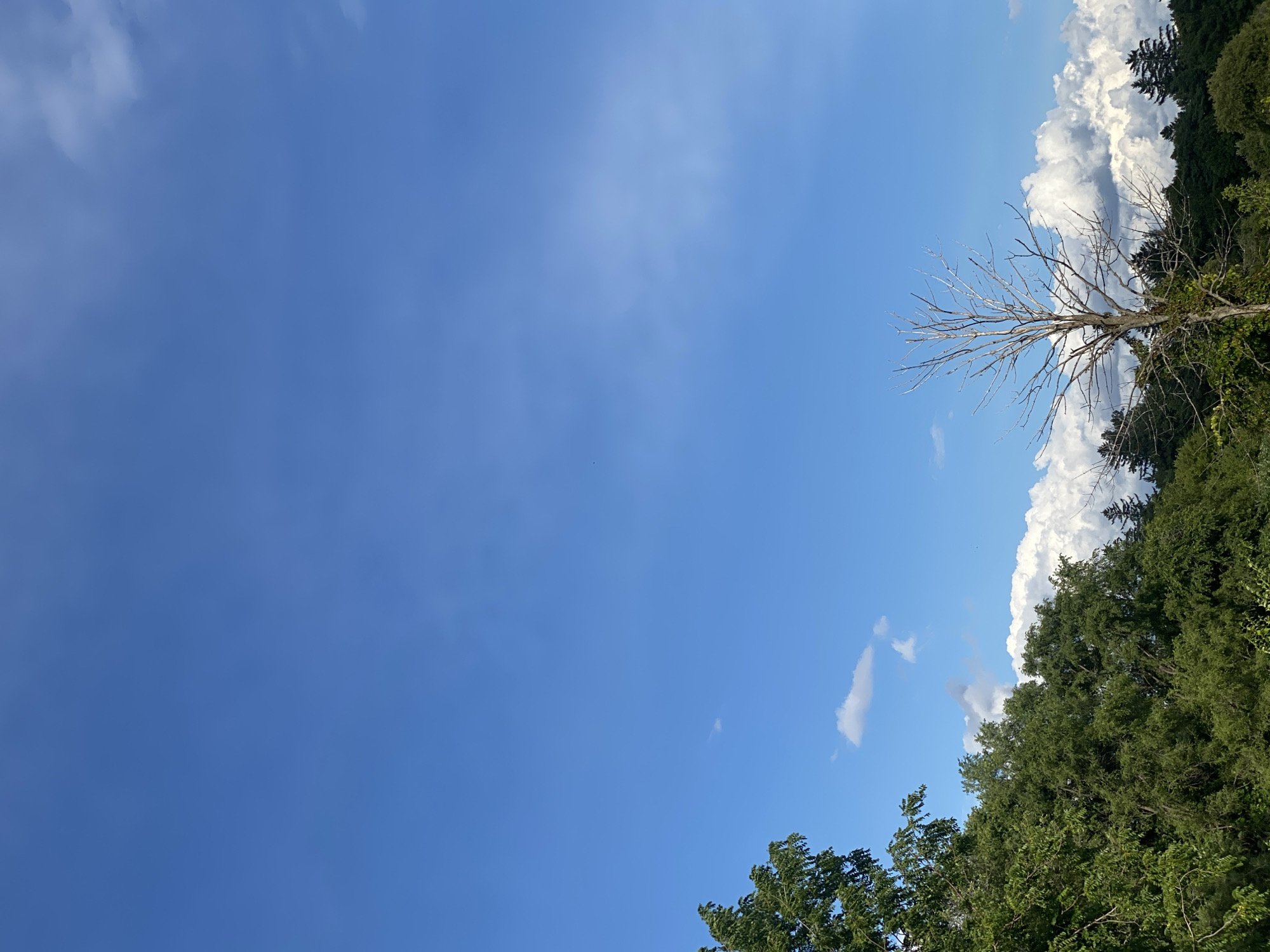 The image depicts a serene, natural landscape on a clear day in Sainte-Anne-de-Bellevue, Canada. The sky is a vibrant, unbroken blue, with wispy, white clouds scattered sparsely across its expanse. Dominating the lower portion of the frame is a dense canopy of lush green trees, indicative of a park or wooded area. Among the foliage, a striking, bare tree stands out, its stark branches creating a skeletal silhouette against the sky. In the distance, a line of darker evergreen trees forms a natural horizon, further emphasizing the verdant environment. The overall impression is one of tranquility and natural beauty.