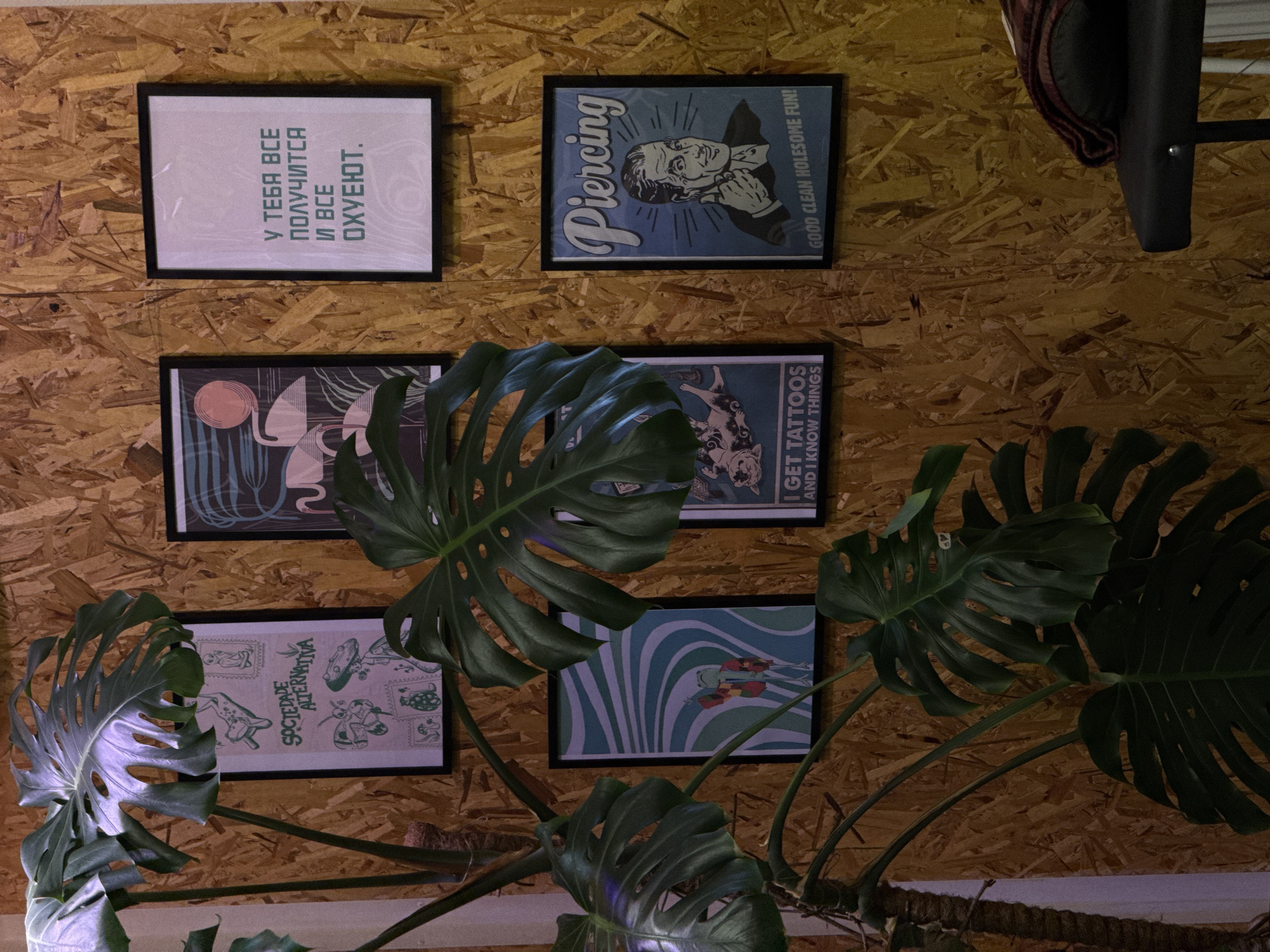The image shows a wall with five framed posters in Unknown, Unknown, partially obscured by a Monstera plant. The wall is made of what appears to be particle board. The posters include: a white one with text in Russian that says "У ТЕБЯ ВСЕ ПОЛУЧИТСЯ И ВСЕ ОХУЕЮТ", a blue poster that says "Piercing GOOD CLEAN HOLESOME FUN!", a poster with illustrated animals, a poster with abstract blue and white lines and an illustration of a diver, and a poster that says "I GET TATTOOS AND I KNOW THINGS". The Monstera plant has large, green leaves with characteristic holes. The lighting in the room is somewhat dim.