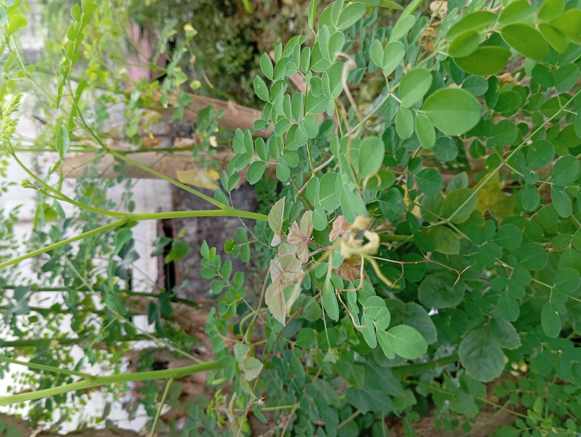 A close-up, eye-level shot captures the lush green foliage of a Moringa oleifera tree. The leaves, which are small and oval-shaped, are densely packed on thin, light-green stems. In the center of the frame, a single pale yellow flower with delicate petals is visible, surrounded by more leaves. The background is softly blurred, revealing hints of tree trunks, a brick wall, and more greenery, suggesting an outdoor setting. The lighting is natural and diffused, indicating it could be daytime. There are no people or animals present in the image. The image does not provide specific information about its location within Pandaan, Indonesia, beyond the general context of the foliage.