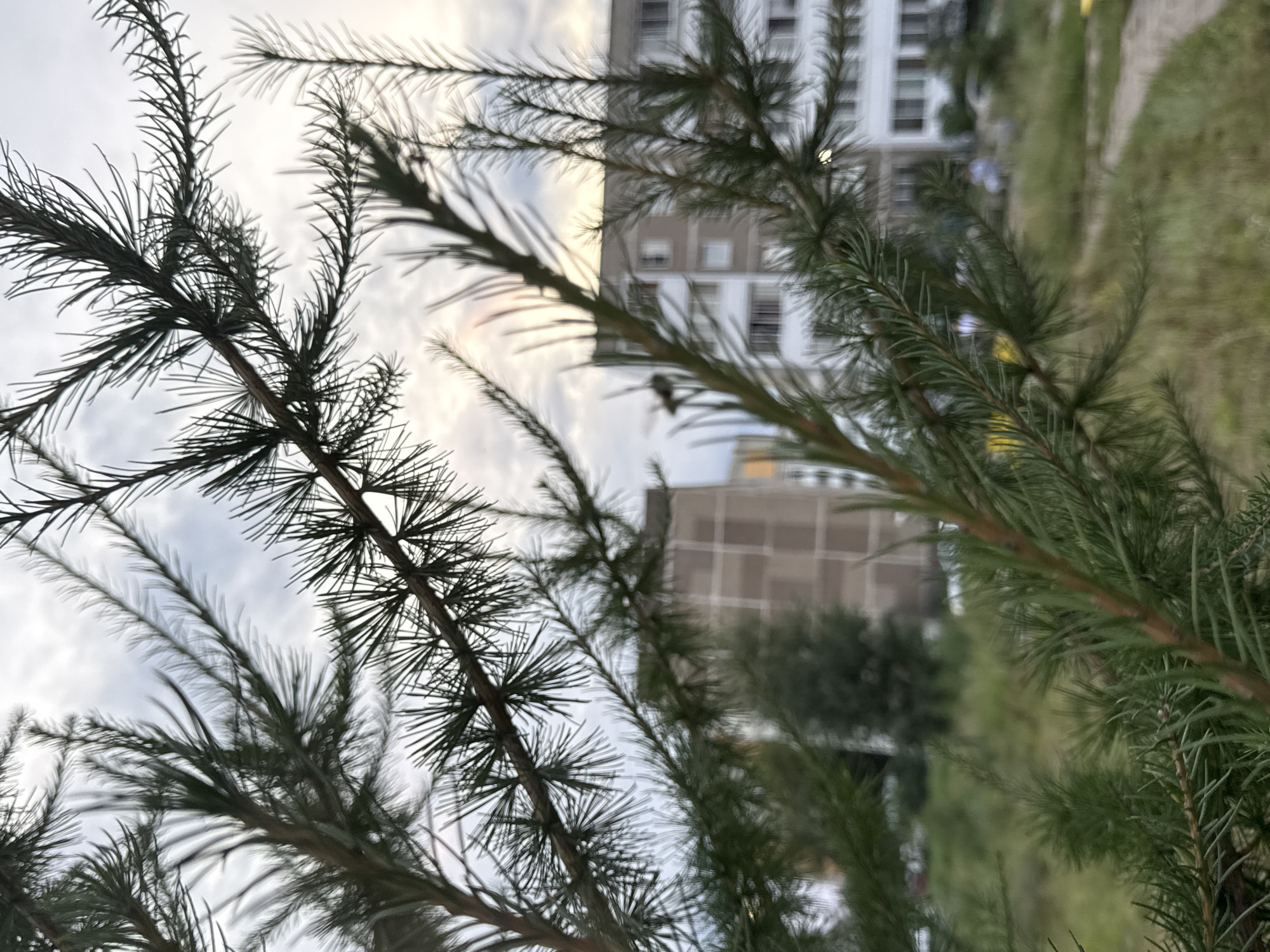 The image depicts a close-up view of pine tree branches in the foreground, with two apartment buildings visible in the blurred background. The apartment buildings appear to be Soviet-era construction, with light-colored facades and numerous windows. The sky is overcast with clouds. The scene suggests an outdoor setting in a residential area of Chaikovsky, Russia. There are no people or specific actions readily identifiable in the image. The vegetation in the foreground consists of evergreen pine needles. The overall atmosphere is subdued, likely due to the cloudy sky.