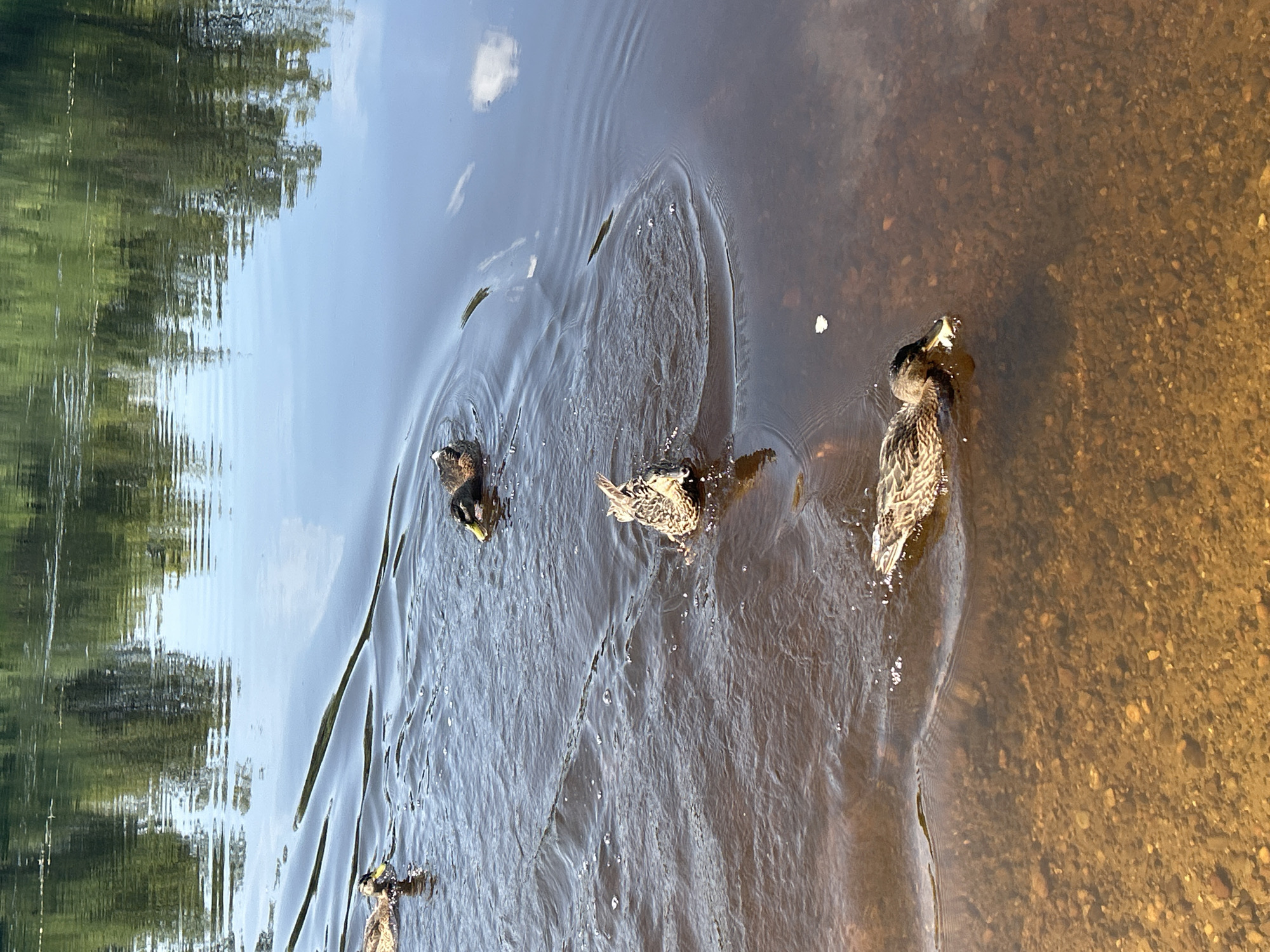 The image depicts a natural body of water, likely a river or lake, with four ducks swimming. The water is a murky brown, with the sandy, pebble-strewn bottom visible near the foreground, suggesting shallow water. Reflections of green trees are visible on the surface of the water, indicating a wooded area surrounding the water body. The sky above is partly cloudy, with some bright white clouds casting reflections. The ducks appear to be Mallards, with characteristic brown and mottled plumage. One duck in the foreground is actively feeding on a piece of white material, possibly bread. The overall scene is one of natural tranquility. There are no people or man-made structures visible, and thus no specific information about the city of Krasnovishersk, Russia, can be inferred from this image alone.