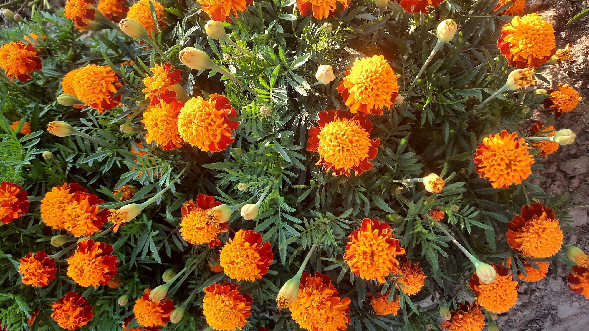 This is a close-up, top-down shot of a dense patch of marigolds in bloom, located in the city of Shklov, Belarus. The flowers are primarily a vibrant orange with some having darker, reddish-brown edges. They are multi-petaled and appear fluffy. Some unopened buds are also visible, some a pale yellow and others a lighter shade of orange. The foliage is a deep green with feathery, serrated leaves. The ground beneath the plants is visible in some areas and appears to be dark soil with some small rocks. The lighting suggests it is daytime, with shadows indicating sunlight. There are no people or animals present in the image.