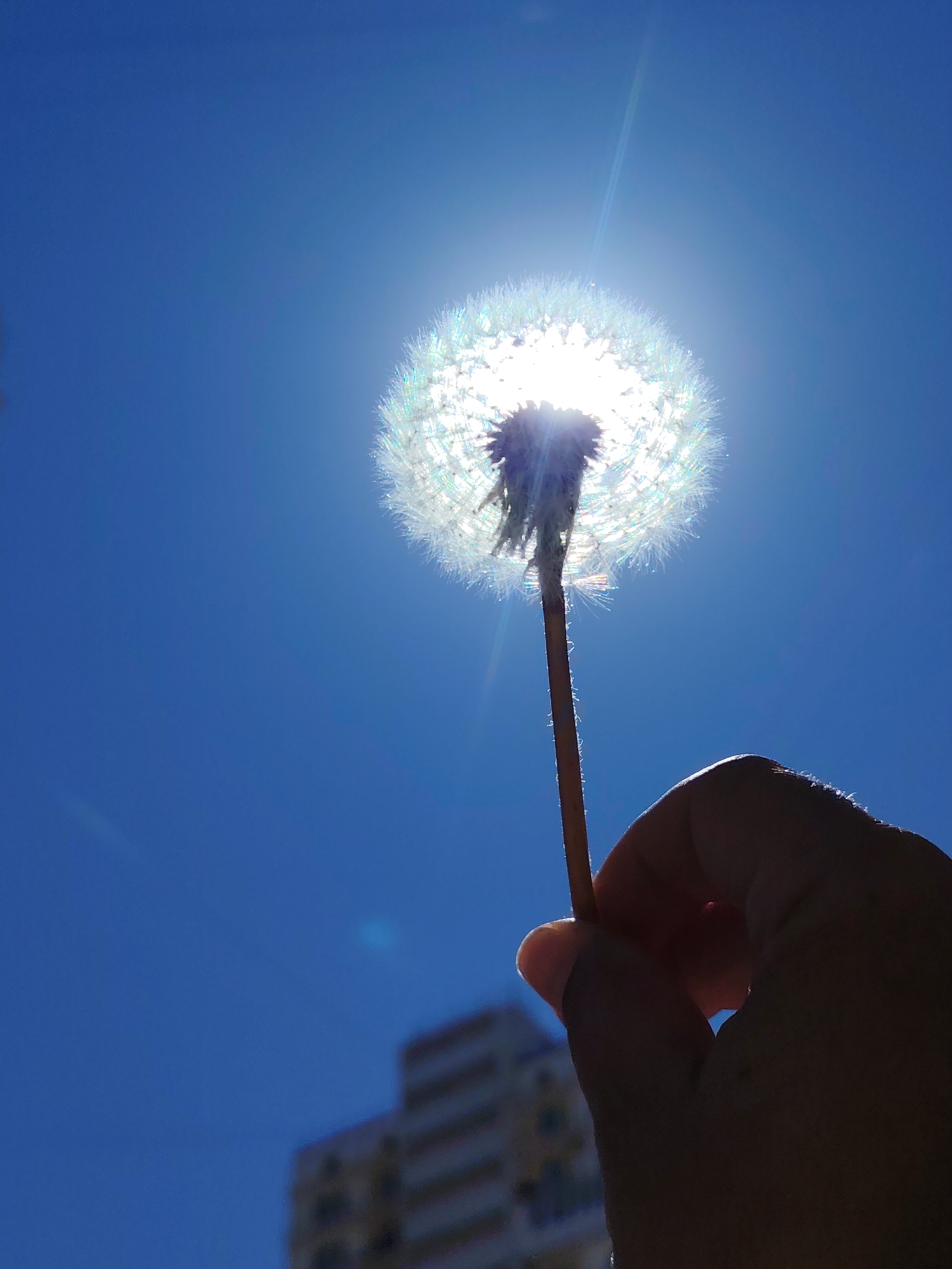 A low-angle, close-up photograph features a hand holding a fully bloomed dandelion seed head against a clear, vibrant blue sky. The sun is positioned directly behind the dandelion, creating a strong backlighting effect that forms a bright, radiant halo around the seed head. The delicate white pappus of the dandelion glows intensely, appearing translucent and ethereal with subtle iridescent highlights.
The hand holding the slender stem of the dandelion is largely silhouetted, appearing dark against the bright light, and is positioned in the lower right portion of the frame. The sky is a deep, uniform blue, indicating a clear, cloudless day. In the lower left background, a blurry, multi-story building can be faintly seen, suggesting an urban or suburban setting. The strong sunlight and high position of the sun imply it is midday or early afternoon. No text is visible in the image. The composition highlights the ethereal beauty of the dandelion against the powerful natural light.