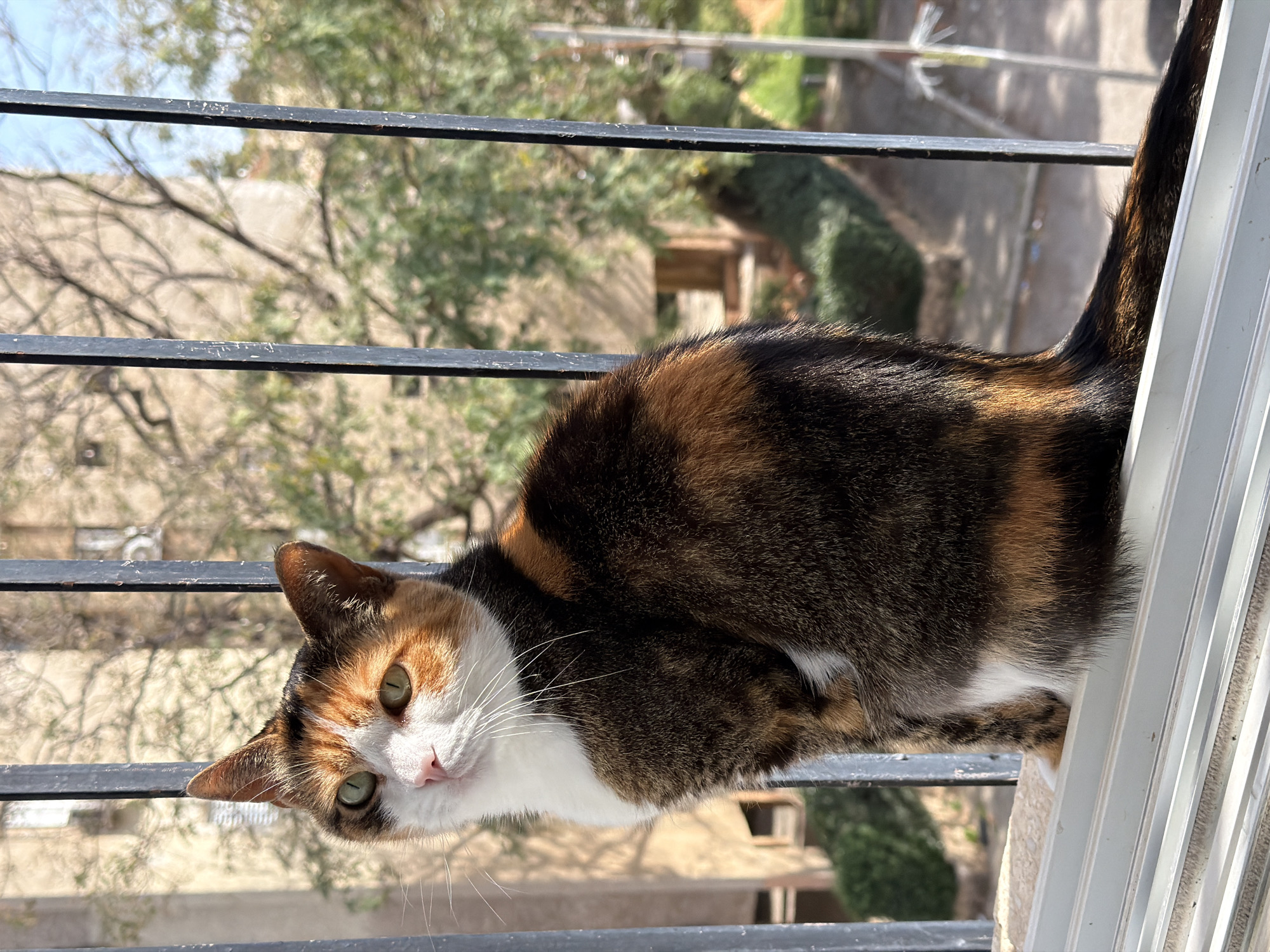 A calico cat is perched on a balcony railing, looking directly at the viewer. The balcony is constructed of dark metal bars and white vertical supports. Beyond the railing, trees and buildings are visible in a residential area. The cat's fur is a mix of black, brown, and white. The scene is bathed in natural daylight. The location is Tel Aviv, Israel, based on architectural styles and common regional flora.