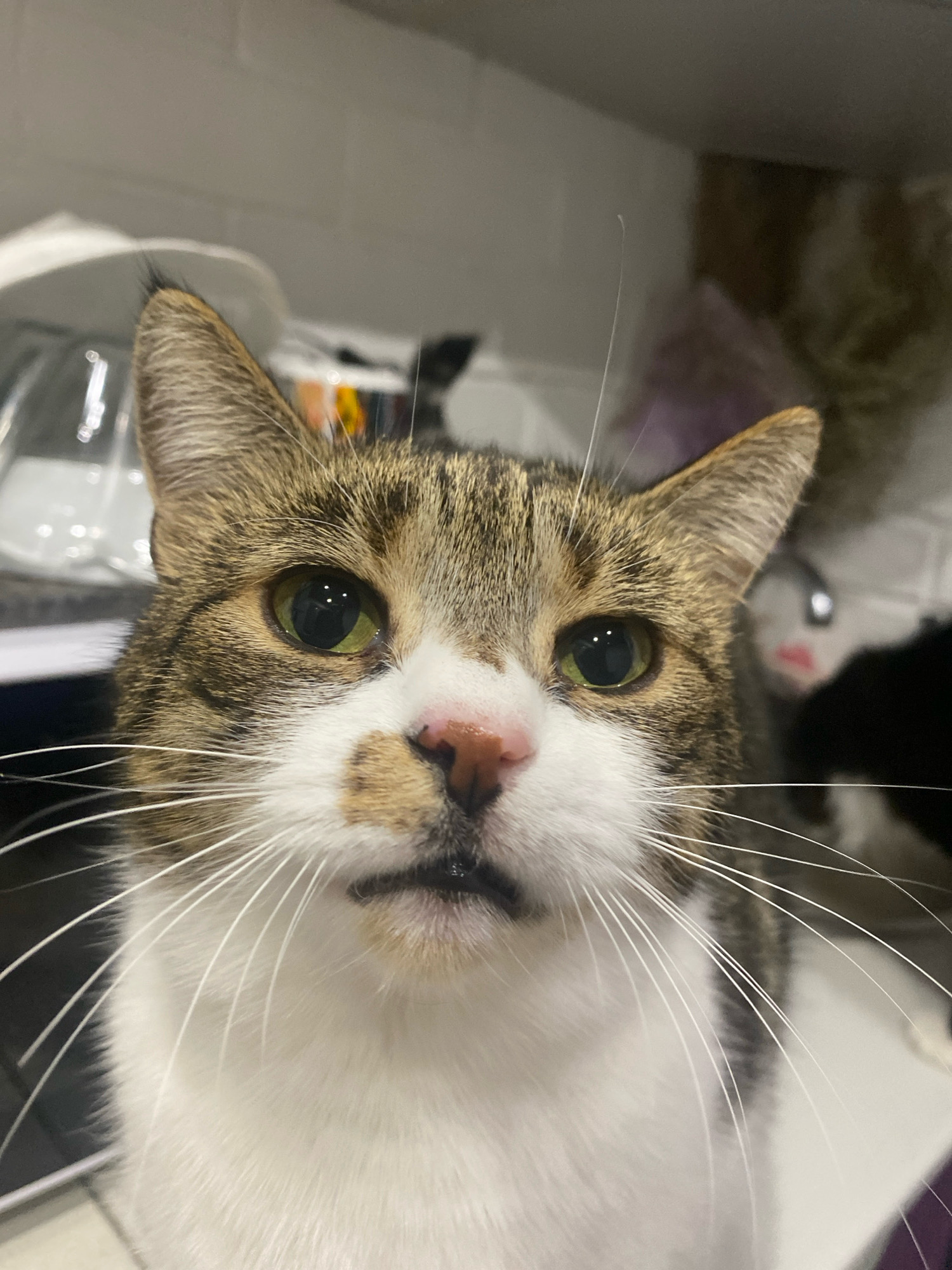 A close-up, frontal shot captures a tabby cat's face. The cat has green eyes, a white chest and muzzle, with brown and black tabby markings on its head and ears. Its whiskers are prominent and white. The background is blurred, showing kitchen-like elements, suggesting an indoor setting possibly in the city of Machulishchy, Belarus.