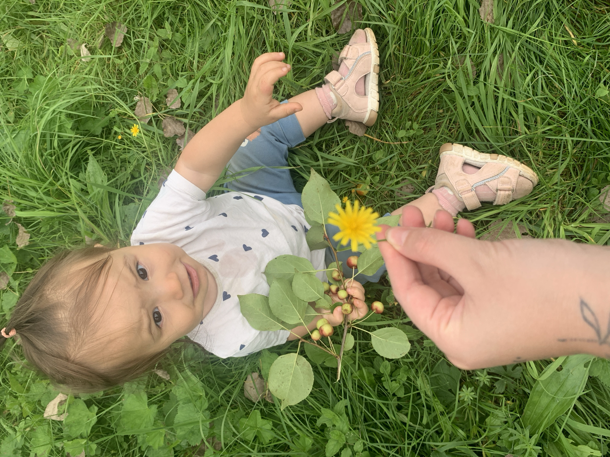 In Zasechnyi, Russia, a baby with brown hair tied in a ponytail sits on lush green grass. The baby wears a white t-shirt adorned with dark blue hearts and light blue pants. A branch with green leaves and small red and green fruits is held in the baby's left hand. In the foreground, a person's hand offers a yellow dandelion to the baby. The baby is wearing pink sandals. The surrounding environment is natural, with abundant green grass and scattered leaves.