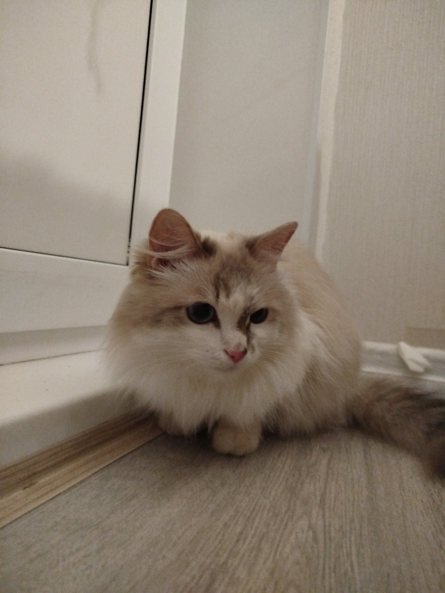 A light-furred cat with darker markings on its ears and tail sits on a light-colored wooden floor next to a white baseboard and wall. The location is Unknown, Unknown.
