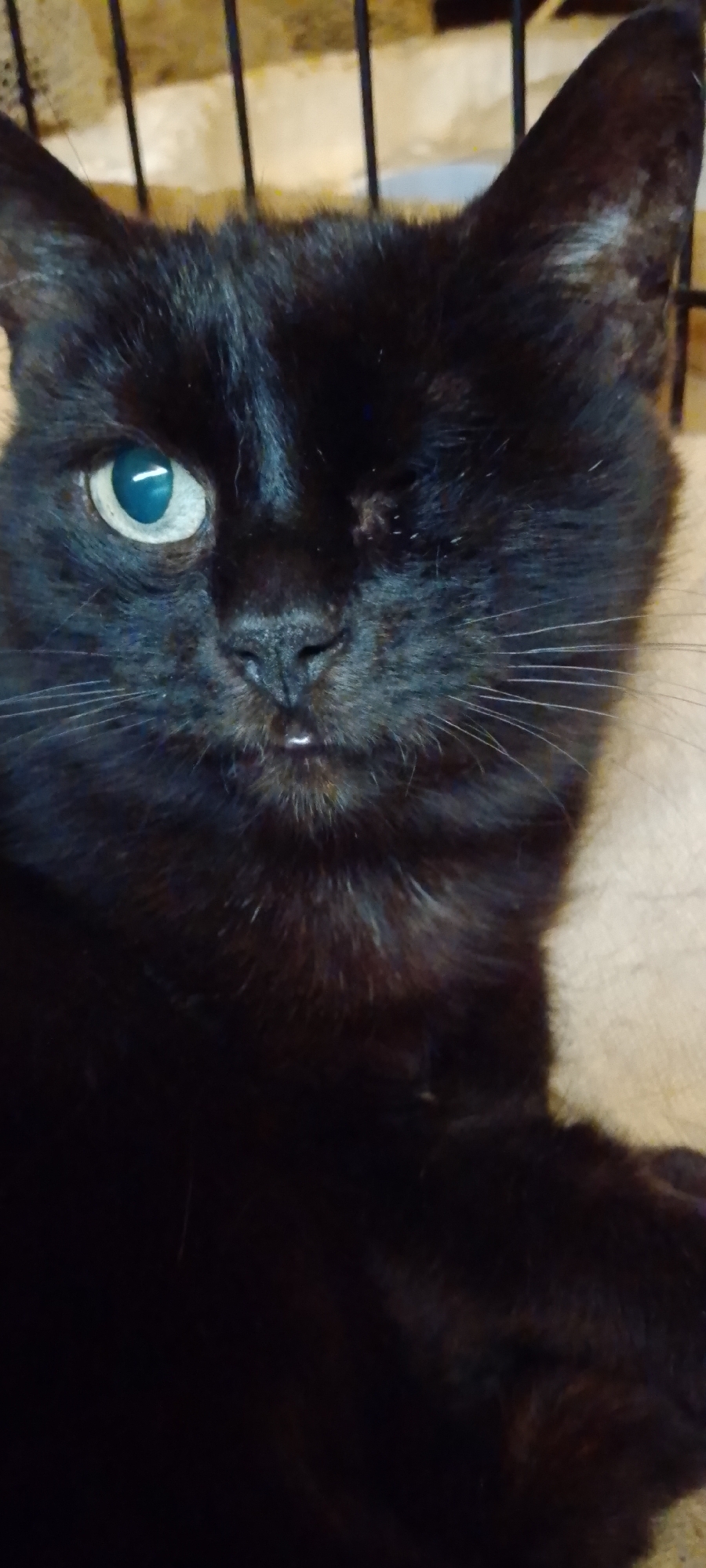 This is a close-up, portrait-style photograph of a black cat with one visible eye, which is a striking blue-green color. The cat appears to be an indoor pet, possibly in a home environment. Its fur is dark and sleek, and its facial features, including whiskers and a moist nose, are clearly discernible. The background is blurred, suggesting a shallow depth of field, and consists of vertical dark lines that could be bars of a cage or a similar structure, behind which a textured, lighter surface is visible. The image does not contain any information to suggest it is located in Belgorod, Russia.