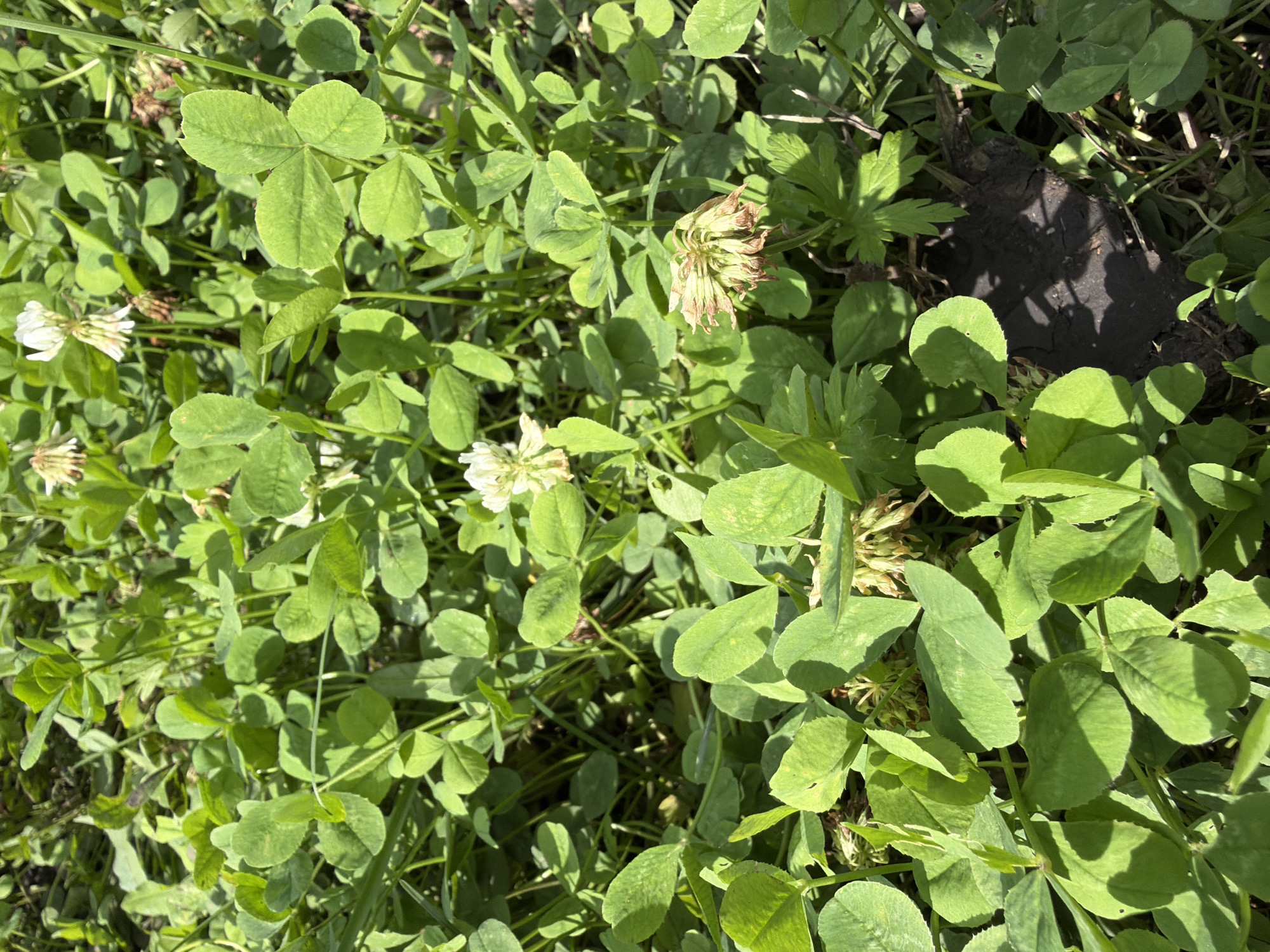 This is a close-up, ground-level photograph of a patch of white clover plants on a sunny day. The clover is lush and green, with many of its characteristic three-leaflets visible. Several white clover flowers are present, some in full bloom and others wilting. The flowers are small and spherical, with a delicate, feathery appearance. The ground beneath the clover is partially visible, appearing as dark soil and some dry organic matter. The lighting suggests it is daytime, with sunlight filtering through the leaves, creating dappled shadows. The location is identified as Altayskiye Zori, Russia, but the specific setting within the city is not discernible from the image alone. There are no people or animals in the image.