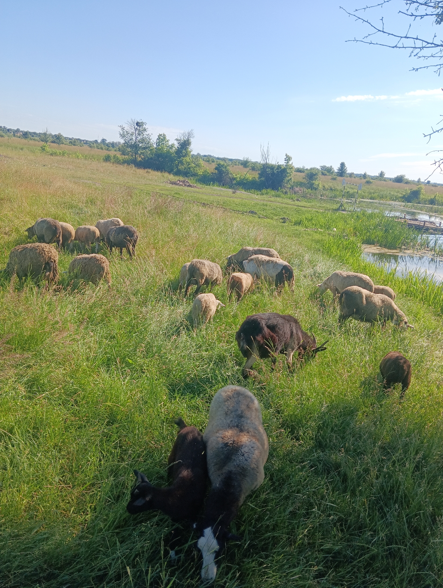 A flock of sheep and two young goats are grazing in a lush green meadow on a clear, sunny day. The sheep are predominantly brown and white, with varying shades of wool. The goats are smaller, one dark brown and the other black and white, and appear to be sticking close to the adult sheep.
The scene is set in a rural landscape with rolling hills in the background. A body of water, possibly a river or pond, is visible on the right side of the image, bordered by tall reeds. The water reflects the clear blue sky. A simple wooden structure, perhaps a dock or bridge, is partially submerged in the water. In the distance, trees dot the landscape, and on the far left, some buildings suggest a nearby settlement.
The sunlight indicates it is likely late morning or early afternoon. The overall mood of the image is peaceful and serene, capturing a tranquil moment of animals in nature. There is no visible text in the media file.