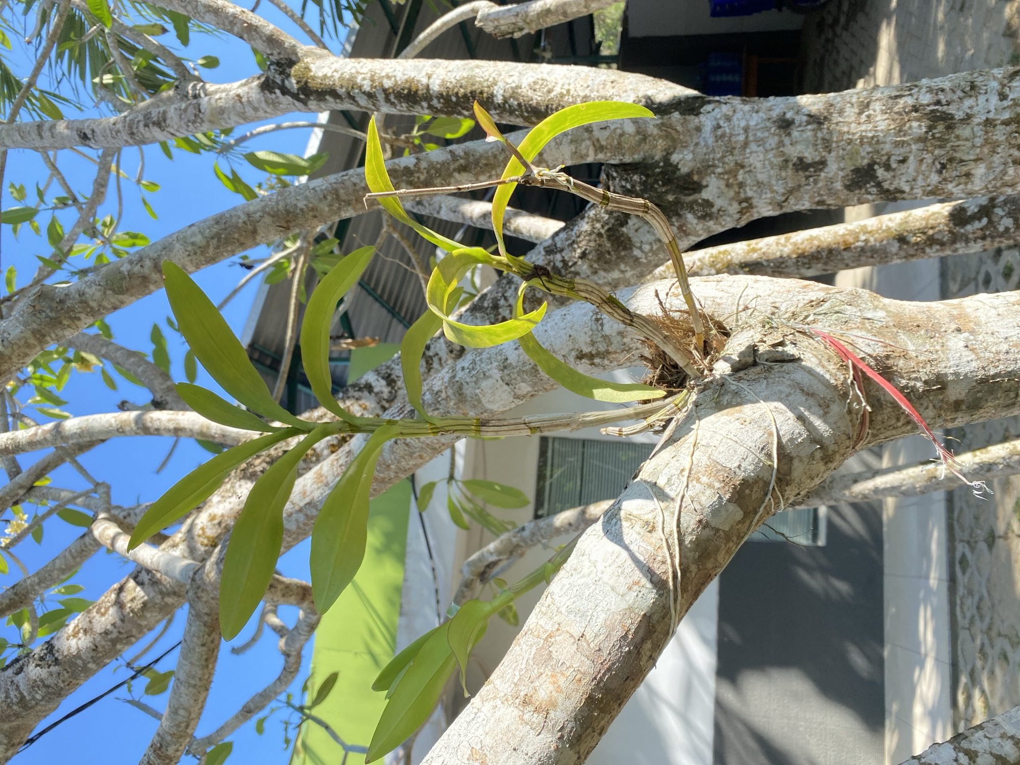 The image shows a close-up of an orchid plant growing on the trunk of a tree. The orchid has several green leaves and aerial roots. The tree trunk is rough and textured, with some moss or lichen growing on it. There are also some red and white strings tied around the trunk. In the background, a building with a green roof and a grey wall can be seen. The sky is clear blue. The setting appears to be outdoors, possibly in a garden or courtyard, given the paving stones visible in the lower part of the image. The presence of an orchid attached to a tree in this manner suggests an epiphytic growth habit, common in tropical regions. While the image does not explicitly show the city of Kendari, Indonesia, the tropical vegetation and architectural style are consistent with such a location. There are no people or animals visible in the image. The scene is static and well-lit by natural sunlight.