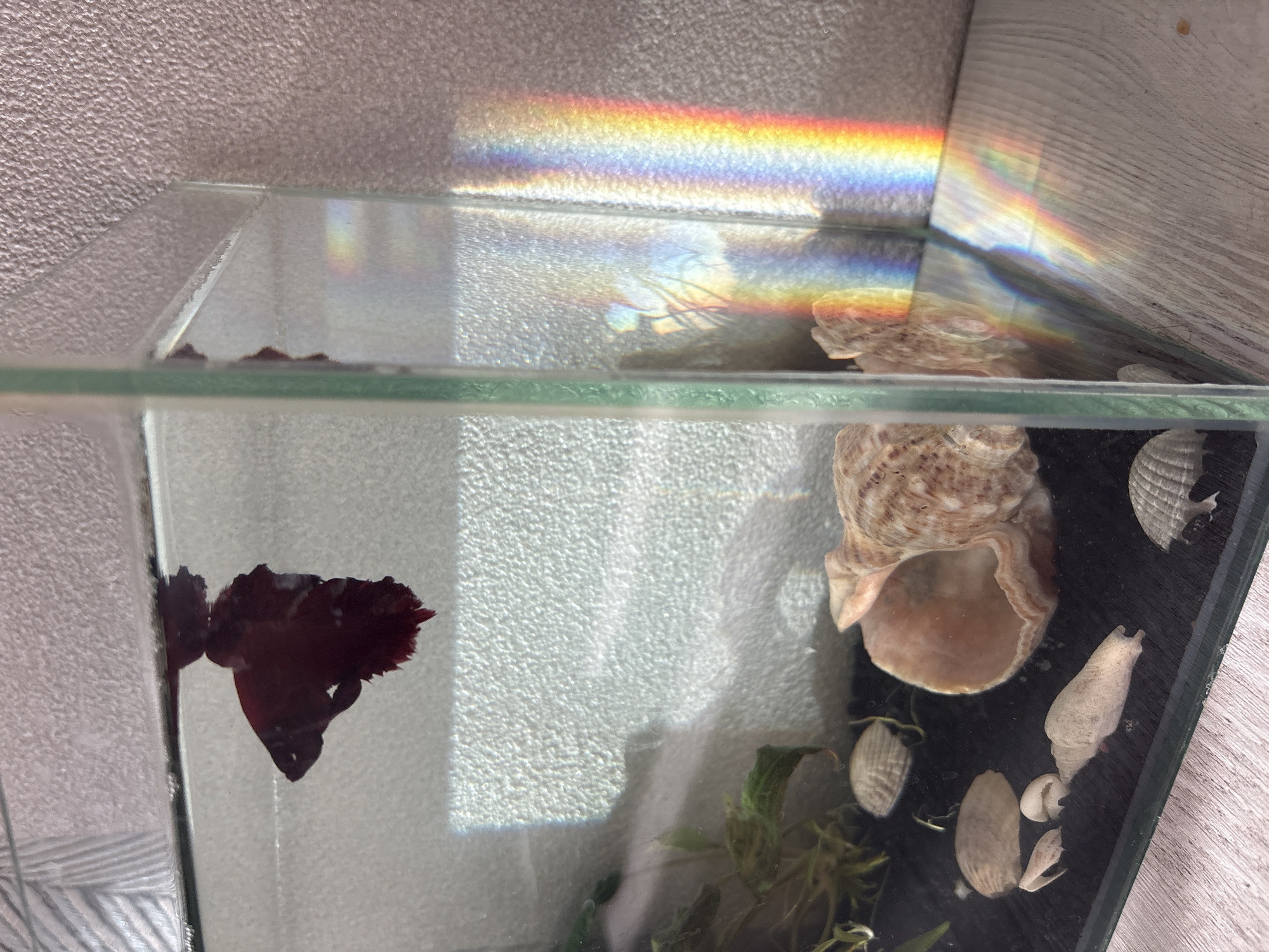 A close-up, high-angle photograph reveals a small aquarium. In the foreground, a dark red Betta fish is visible near the front glass of the tank. Behind the fish, there's a variety of seashells and aquatic plants on the bottom. A large tan-colored seashell dominates the right side of the aquarium. Refracted sunlight creates a rainbow effect projected onto the back wall of the tank and parts of the water, and this bright light dominates the upper half of the photo. The back of the tank is against a textured, light-colored wall. The aquarium appears to be placed in a corner between two walls, one textured and light, the other a light grey wood paneling. There is no indication of Izhevsk or Russia.