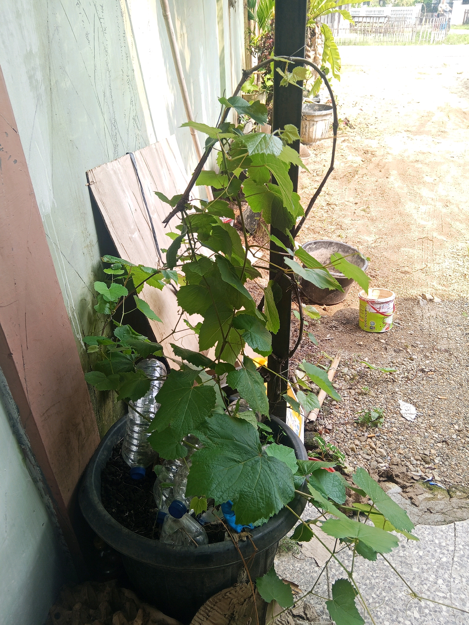 A close-up, eye-level shot captures a potted grape vine in the foreground, situated outside a building in Jinang Kampung Pansur, Indonesia. The vine, with its broad green leaves and thin tendrils, is supported by a dark, vertical stake. The pot, a large black plastic container, contains dark soil and several clear plastic bottles. To the left, a light-colored wall with a pinkish-brown border is visible, leaning against which is a piece of light brown wood. In the background, the ground is covered with small pebbles and dirt, with a large, dark grey plastic basin and a white and green paint bucket. A wooden fence is visible further in the distance. The lighting suggests it is daytime, with shadows indicating the presence of sunlight. No people are present in the image.