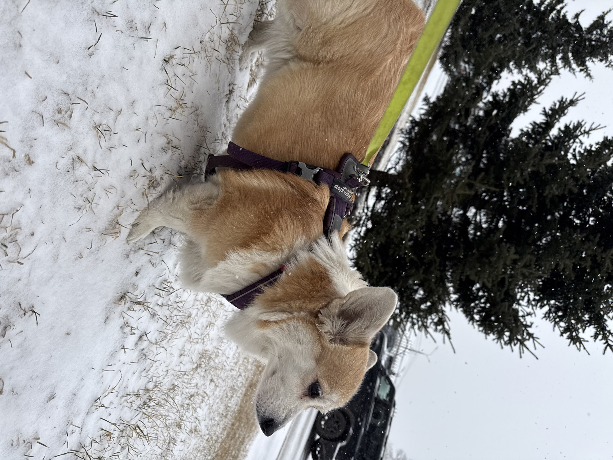 An image, originally oriented sideways, depicts a light-colored Corgi dog standing in a snowy outdoor setting, likely in Krasnoyarsk, Russia. The dog, primarily light brown with prominent white fur on its chest, muzzle, and paws, is equipped with a purple harness bearing the visible text "Non-stop dogwear" and a brand logo. A bright lime green leash is attached to the harness.
The ground is covered by a fresh layer of snow, with patches of dry, brown grass visible beneath it. To the right side of the frame, a dark, evergreen tree with dense foliage stands tall, its branches visible against an overcast sky. Light snow flurries or tiny snowflakes are present in the air, suggesting ongoing precipitation. A dark-colored vehicle, possibly an SUV or truck, is partially visible in the background, behind the tree.
The dog is positioned looking slightly downward and to its left, with a neutral expression. The scene suggests a cold, winter day with diffused natural light under an overcast sky. The photograph is taken from a slightly elevated perspective, focusing on the dog and the immediate snowy environment.
