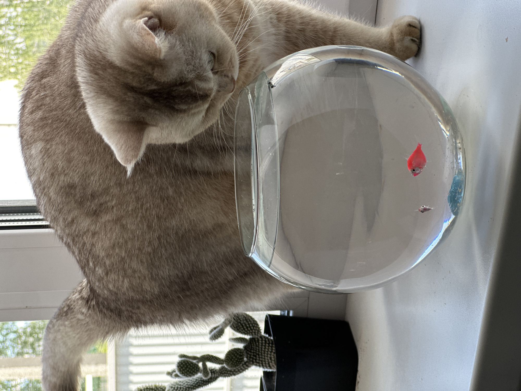 A light brown or grey tabby cat with dense fur is depicted looking intently into a small, spherical glass fishbowl. The cat's head is bent low, bringing its nose close to the glass, suggesting deep curiosity or interest in the contents. One of its front paws is visible, resting near the top rim of the fishbowl.
Inside the clear water of the fishbowl, a single, small, brightly colored red fish is swimming. Below it, a tiny, pale object, possibly a snail or another small aquatic creature, can be discerned. The fishbowl rests on a white windowsill.
Below the cat's body and partially obscured by the fishbowl, a potted cactus plant is visible. The cactus features multiple round, fuzzy green segments, typical of a bunny ear cactus, planted in a black pot.
The scene is set indoors, beside a window. Through the window, out-of-focus green foliage is visible, indicating an outdoor environment beyond. The natural illumination suggests it is daytime. The cat's posture conveys focused attention and a sense of wonder or potential predatory instinct towards the fish. There is no visible text in the image.