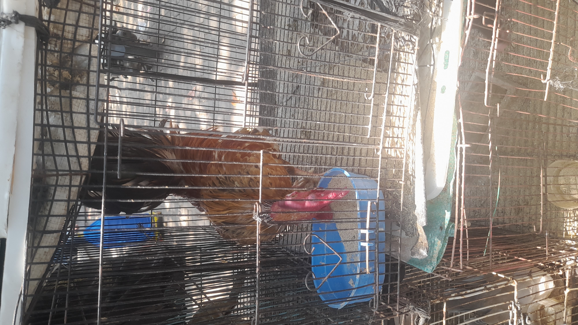 A rooster with bright red wattles and a brown and black feathered body is standing inside a metal cage. The rooster is positioned to the right of a blue plastic food dish filled with birdseed. In the background, other birds are visible in adjacent cages, and the scene appears to be outdoors in a market setting. The ground is paved with concrete and there is evidence of other market stalls and possibly motorcycles in the distance, suggesting a location in Pekalongan, Indonesia, commonly found in livestock markets within such cities.