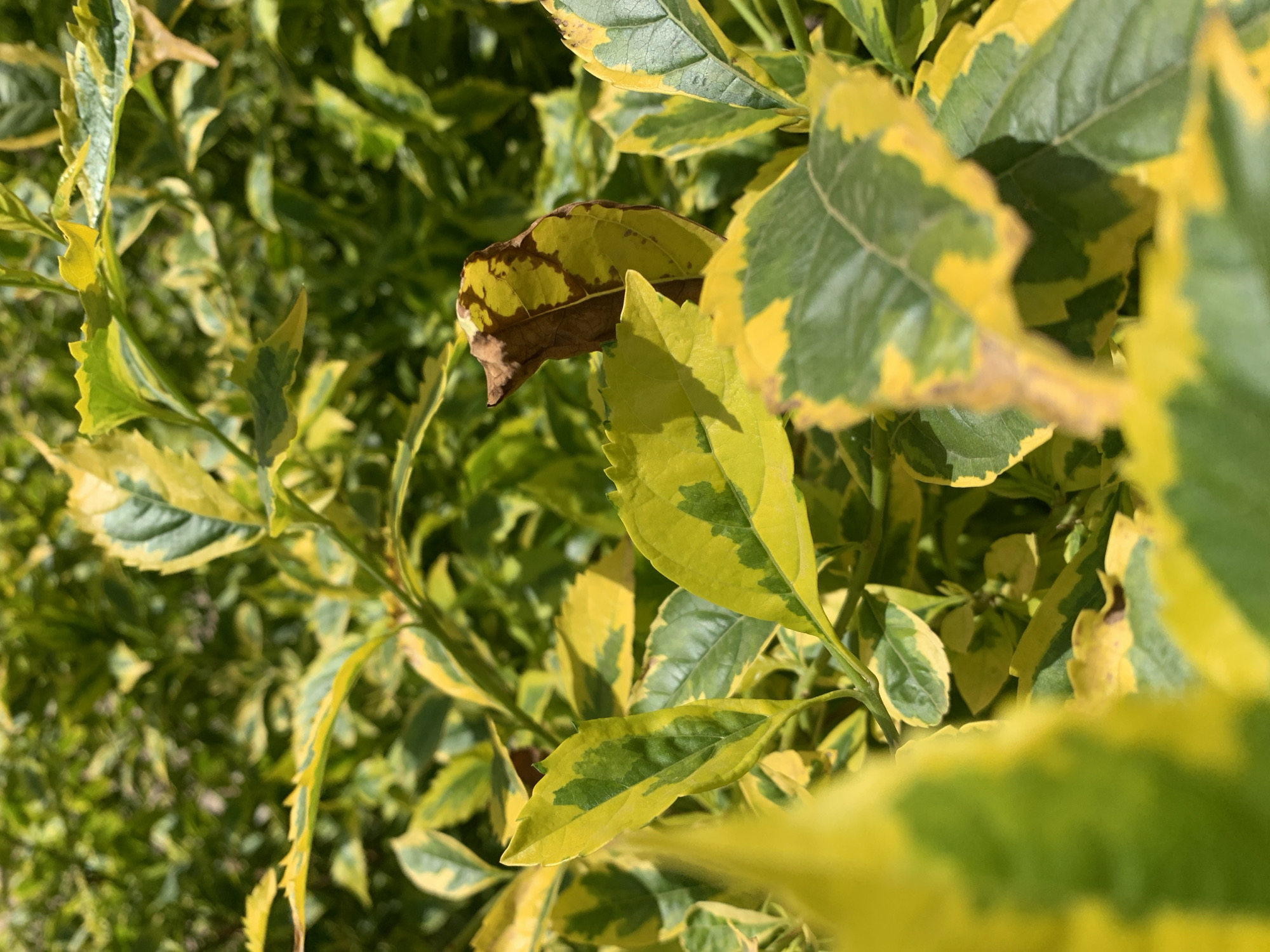 The image shows a close-up view of a bush with leaves that are predominantly green and yellow. One leaf is turning brown. The location in the city of Rafin Par, Nigeria is not discernible from the image.