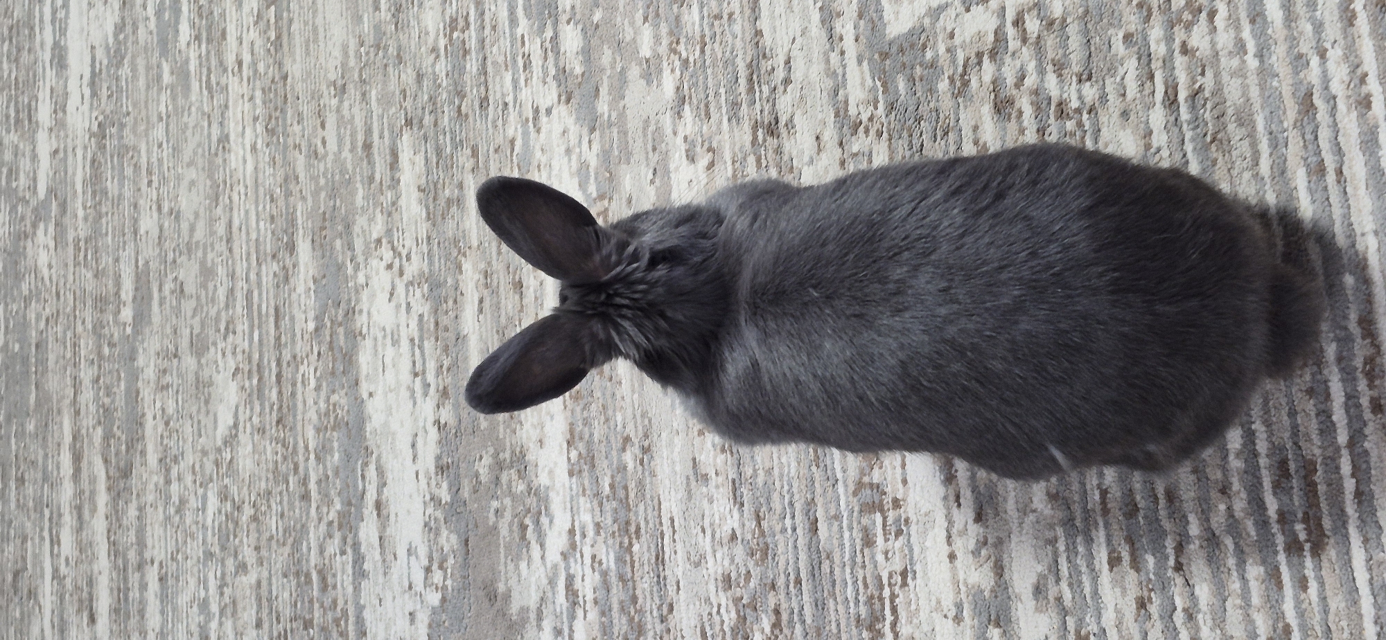 This media file shows a top-down view of a dark grey rabbit lying on a textured, light-colored carpet. The rabbit's ears are prominent and pointed upwards, with the left ear slightly bent. Its fur appears soft and dense. The carpet has a subtle pattern of vertical lines in various shades of grey and beige, creating a textured appearance. The lighting suggests an indoor setting, likely during the daytime, as there are no strong shadows indicating artificial lighting or nighttime. The scene is static, with the rabbit in a resting or alert position, its head turned to the left. There is no visible text in the image. The overall impression is a simple, close-up shot of a domestic rabbit in a calm environment. The location context is Ussurijsk, Russia.