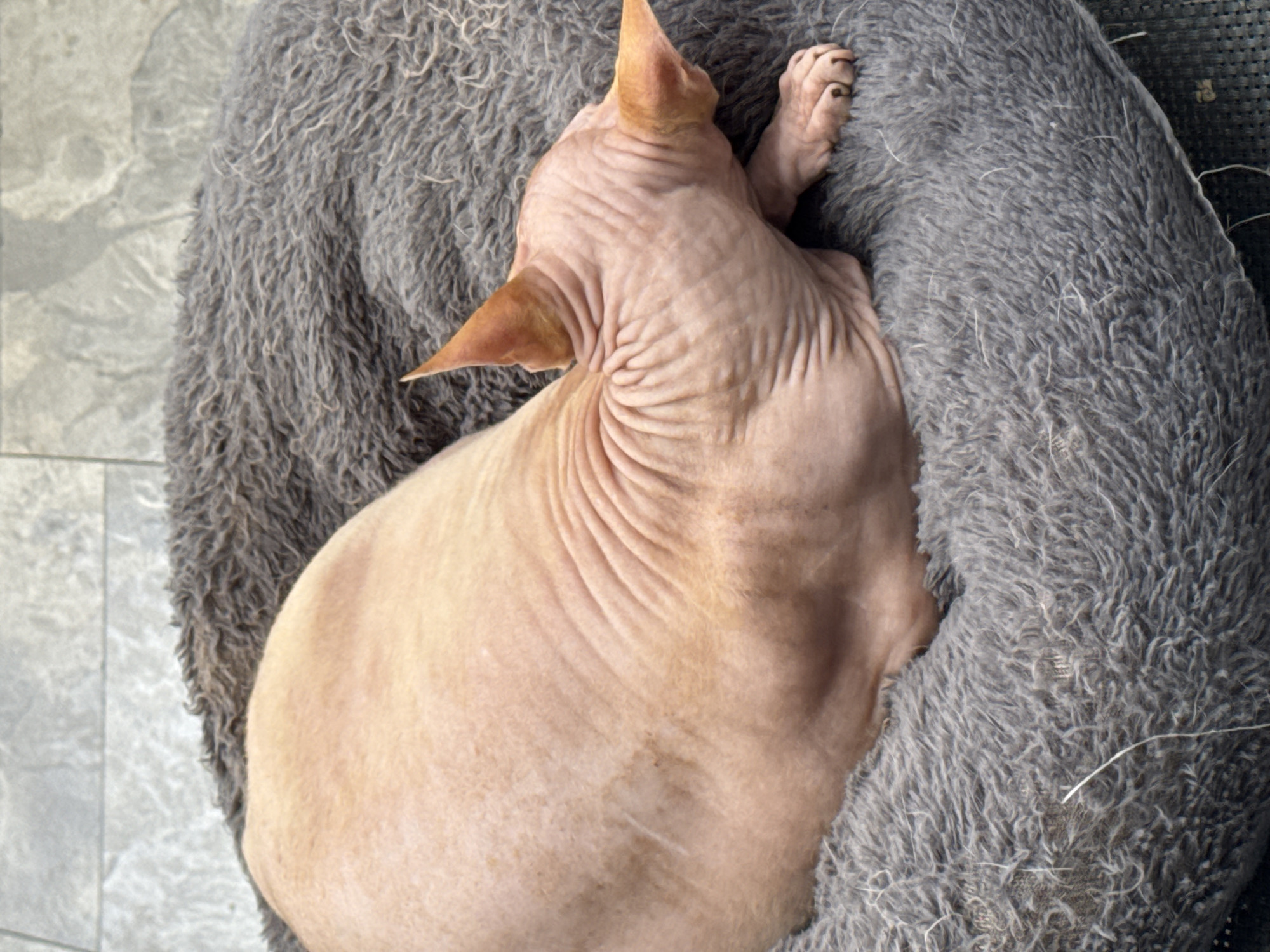 A sphynx cat with pink skin and wrinkled fur sleeps on a round, fluffy grey pet bed. The bed is positioned on a tiled surface. The cat is lying on its side, facing away from the camera, with its head turned to the right. Its ears are pointed and its front paw is resting on the edge of the bed. The background is blurred, showing grey tiles.
