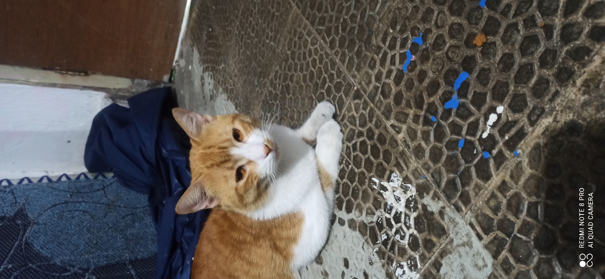 A ginger and white cat lies on a textured, hexagonal-patterned floor that is wet and speckled with white and blue paint. The cat is facing the camera, with its paws tucked underneath. In the background, a dark blue fabric is visible, as is a white wall and a wooden doorframe. The scene is indoors, likely a residential area. The image is a photograph with overlayed text at the bottom left indicating "REDMI NOTE 8 PRO AI QUAD CAMERA." The location of Sedati Agung, Indonesia is not visually discernible from the provided image.