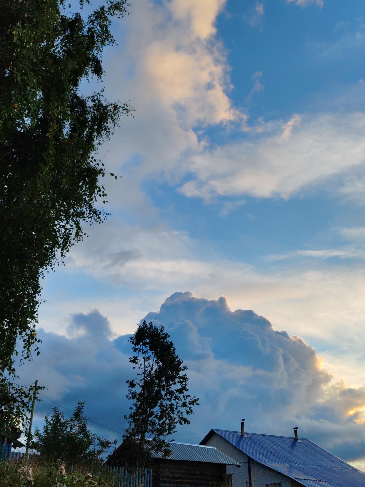 The image depicts a view of the sky over a rural landscape, likely in the city of Chukhlem, Russia, given the context. On the left side, a dark green tree with many small leaves occupies a significant portion of the frame, its branches extending upwards and towards the right. The sky is a vibrant blue, filled with a mix of white and golden-tinged clouds. A large, dramatic cloud formation, illuminated by the setting sun, dominates the central and right portions of the sky, with its edges glowing a warm yellow. Below the clouds, a portion of a rural settlement is visible. Two buildings with blue metal roofs are present; one is larger and has two chimneys. A smaller building with a corrugated metal roof is partially visible to the left. A wooden fence runs along the lower part of the frame, bordering a patch of dry grasses and vegetation. The overall impression is of a scenic, late-afternoon or early-evening sky over a quiet, rural area. There are no people visible in the image.