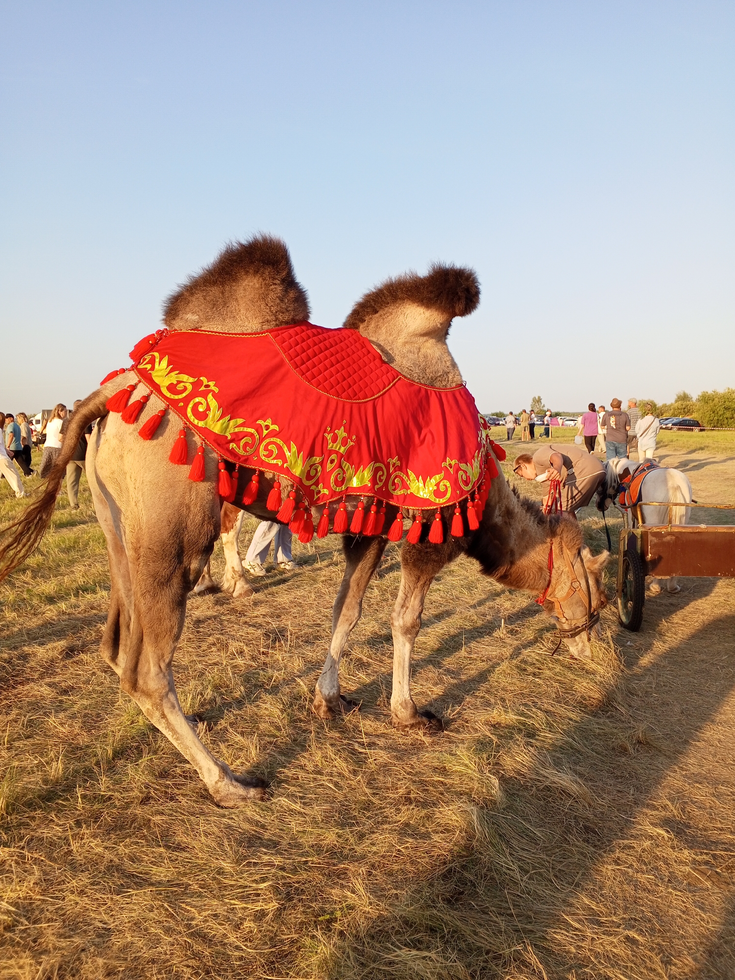 A camel, adorned with a red blanket featuring gold embroidery and red tassels, grazes on dry grass in an outdoor setting. The camel is positioned in the foreground, facing towards the right of the frame. Behind the camel, a small white horse is hitched to a wooden cart. Several people are visible in the background, standing in a field with trees and cars in the distance. The scene appears to be an outdoor event or gathering. The lighting suggests it is late afternoon or early evening, with long shadows cast on the ground. The overall environment is a dry, grassy field under a clear blue sky.