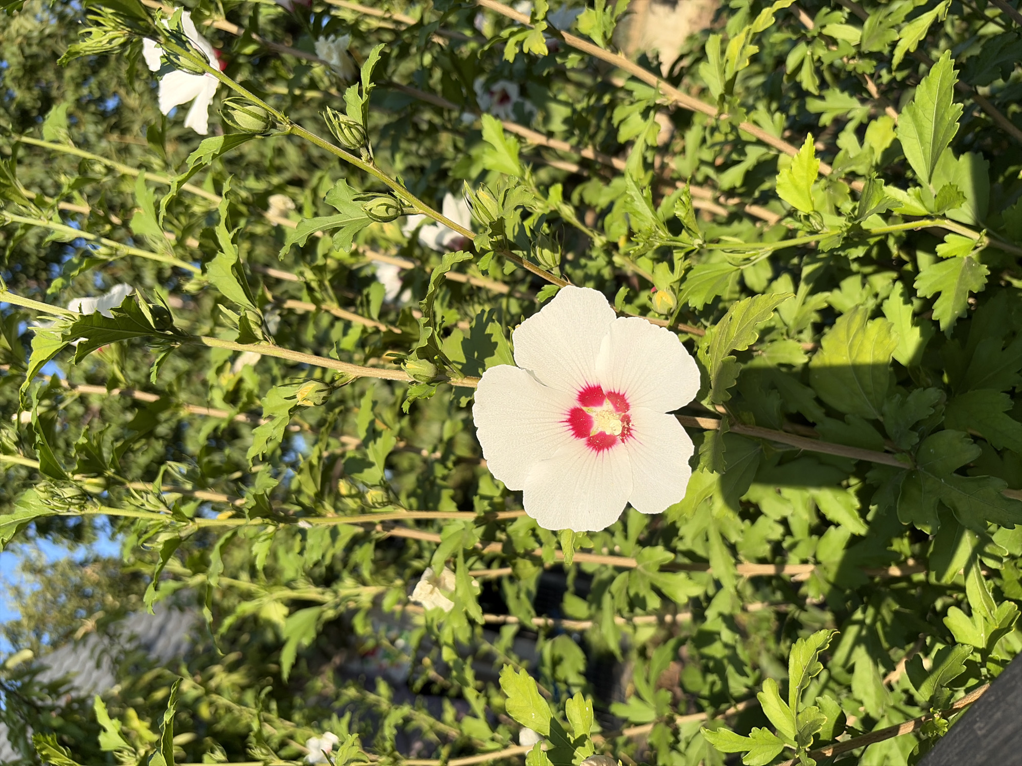 A single white hibiscus flower with a red center is in sharp focus in the foreground, centered in the frame. It is surrounded by a dense thicket of green hibiscus leaves and stems, with other white hibiscus flowers and buds visible in the background, some slightly out of focus. The lighting suggests it is daytime, with bright sunlight casting shadows on the foliage. The scene appears to be in a garden or natural setting, with hints of what might be a fence or railing visible at the bottom left edge. The image does not contain any information that would allow for its specific location in Oxentea, Moldova.