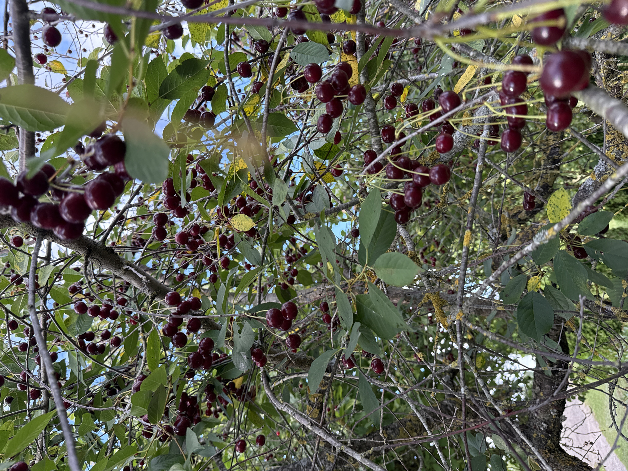 A close-up, low-angle shot captures an abundance of ripe, dark red cherries hanging from the branches of a tree. The cherries are clustered together on thin stems, with some leaves visible amongst them. The branches are bare and gnarled, showing signs of age and lichen growth. In the background, out-of-focus greenery and patches of blue sky suggest an outdoor setting. The image appears to be taken in Vikraičiai, Lithuania, likely during the cherry harvesting season. No people are present in the frame.