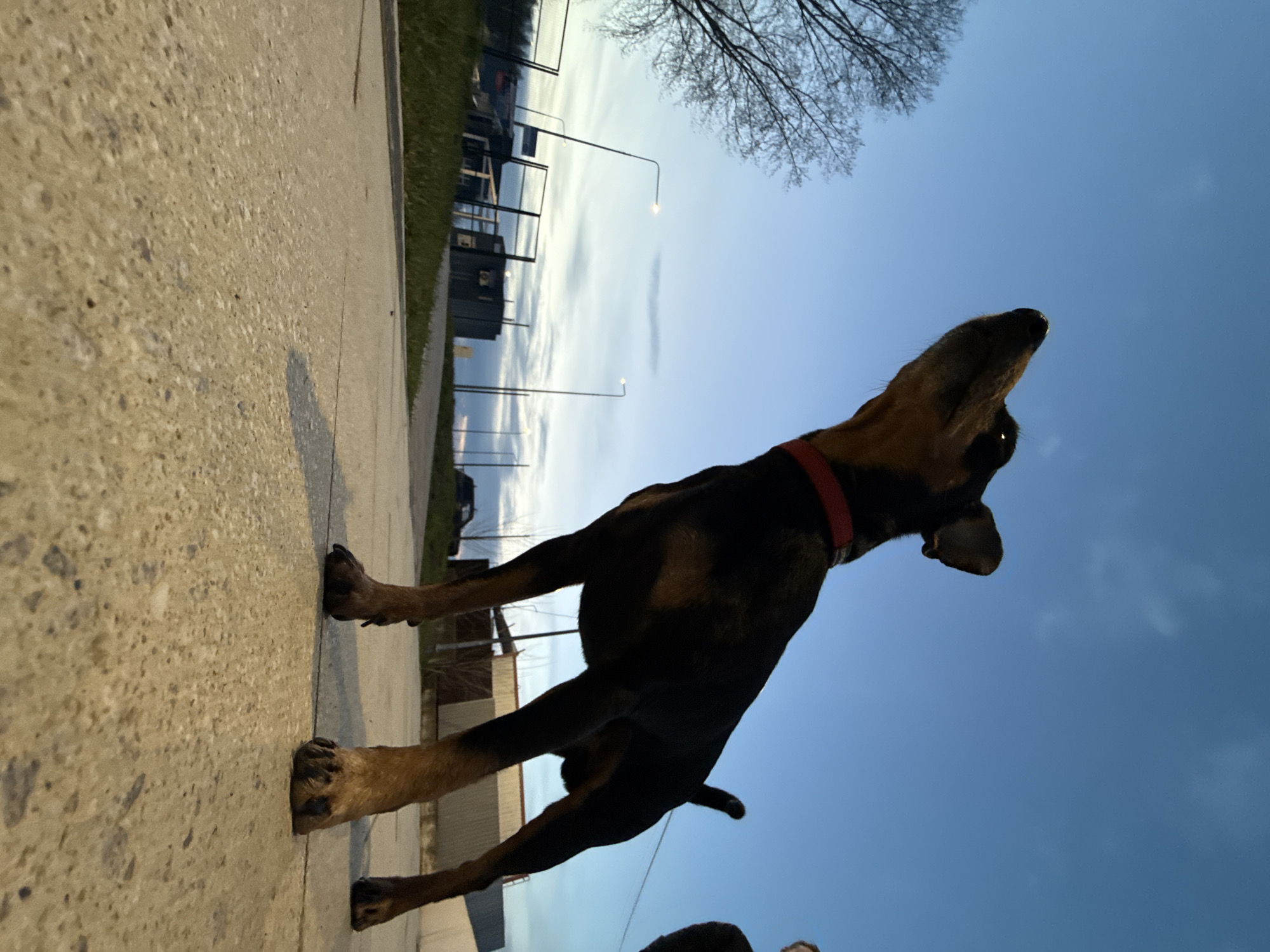 A dog is standing on a concrete surface, with its head tilted up towards the sky. The dog is black and brown and is wearing a red collar. The background shows a blue sky with some clouds and the branches of a bare tree. There are also lampposts and buildings visible. The location is likely Chaikovsky, Russia.