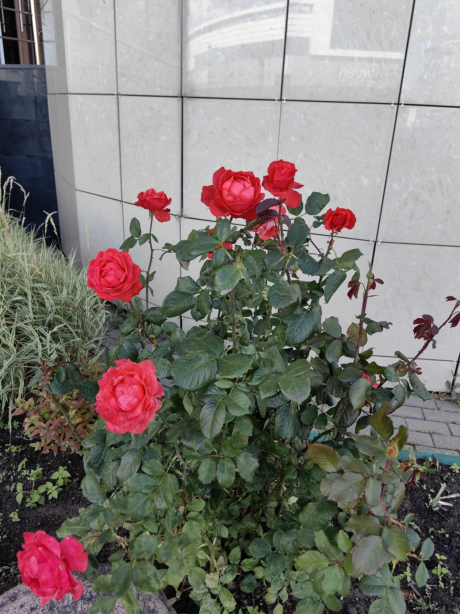 A close-up, eye-level shot captures a rose bush with several vibrant red roses in full bloom, set against a backdrop of a modern building. The building features a wall clad in large, light-colored rectangular tiles, with dark paneling on the left side. The ground in front of the bush is dark soil with some scattered green foliage and a pathway of grey pavers visible to the right. In the background, thin, dried grasses add texture to the scene. The lighting suggests it is daytime, with soft illumination and no harsh shadows. The composition is centered on the rose bush, highlighting the delicate details of the flowers and leaves.
