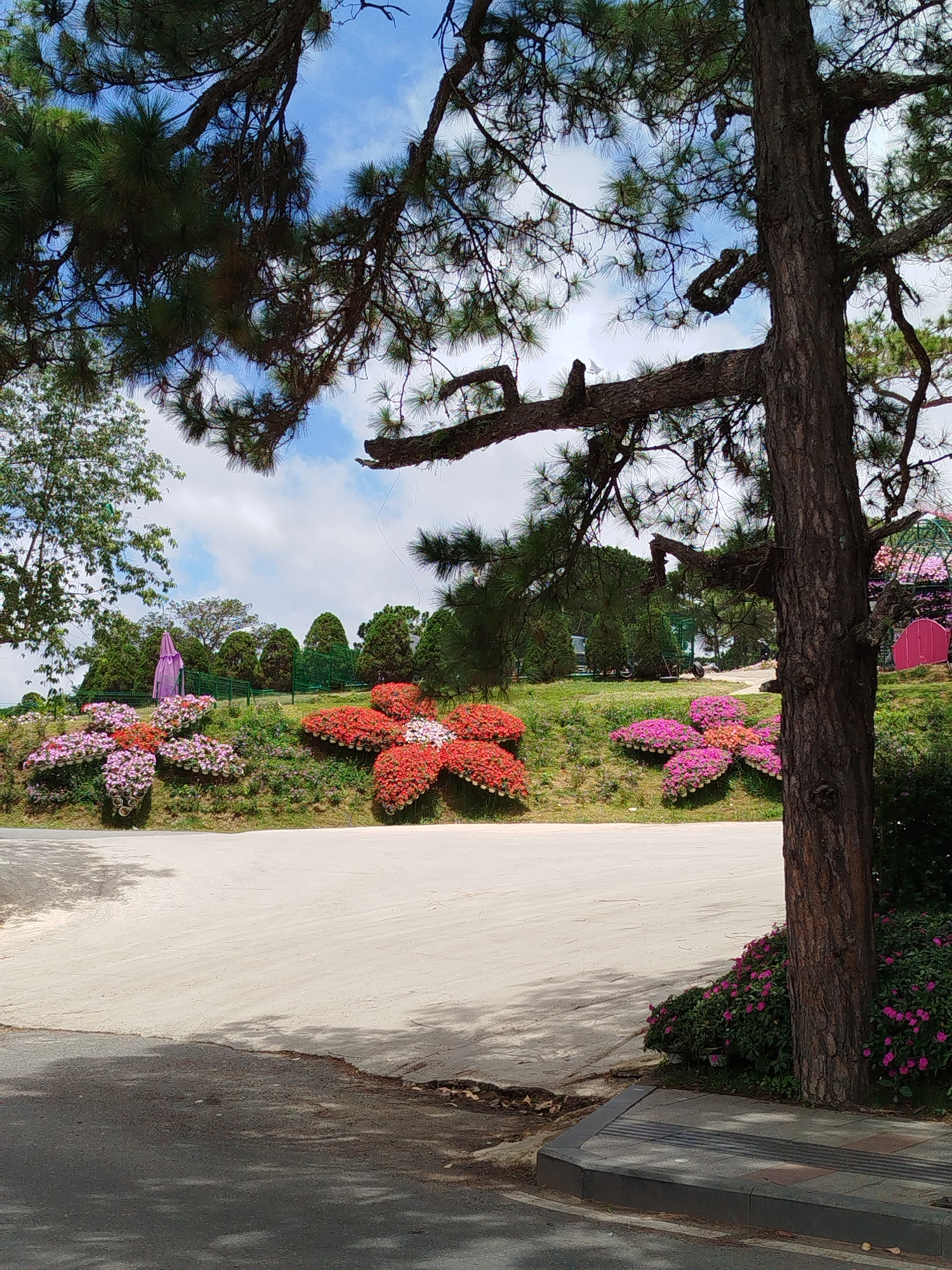 This image depicts a public garden with extensive flower displays in Da Lat, Vietnam. The foreground shows a paved pathway and a large tree trunk. In the middle ground, several large, sculpted flower arrangements are visible, shaped like giant flowers in various colors including pink, red, and white. These arrangements appear to be made from numerous small potted plants. Behind the flower displays, the landscape slopes upwards, dotted with evergreen trees and shrubs. In the distance, a few structures, possibly greenhouses or pavilions, can be seen, including a pink dome-shaped structure on the far right. The sky above is blue with scattered white clouds. The overall scene suggests a well-maintained botanical garden or a similar tourist attraction.