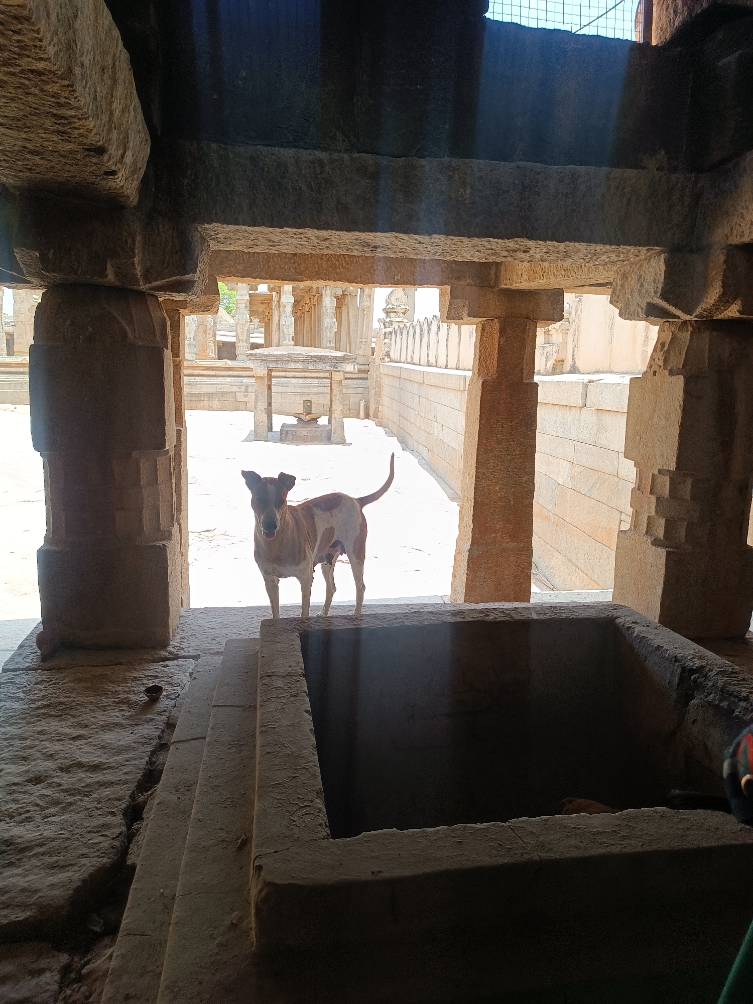 The image, likely taken in Lepakshi, India, shows an exterior stone structure resembling a temple or historical site. The structure is composed of multiple stone columns and crossbeams, creating a framed view of the outside. The outside area is bright, revealing more columns, platforms, and what appear to be low walls or fences. In the foreground stands a brown and white dog, positioned between the viewer and the outside area. Below the dog's level, a square stone structure reminiscent of a well or a deep basin is visible, taking up a significant portion of the foreground. The overall scene is one of ancient architecture, with a modern element of a dog present.