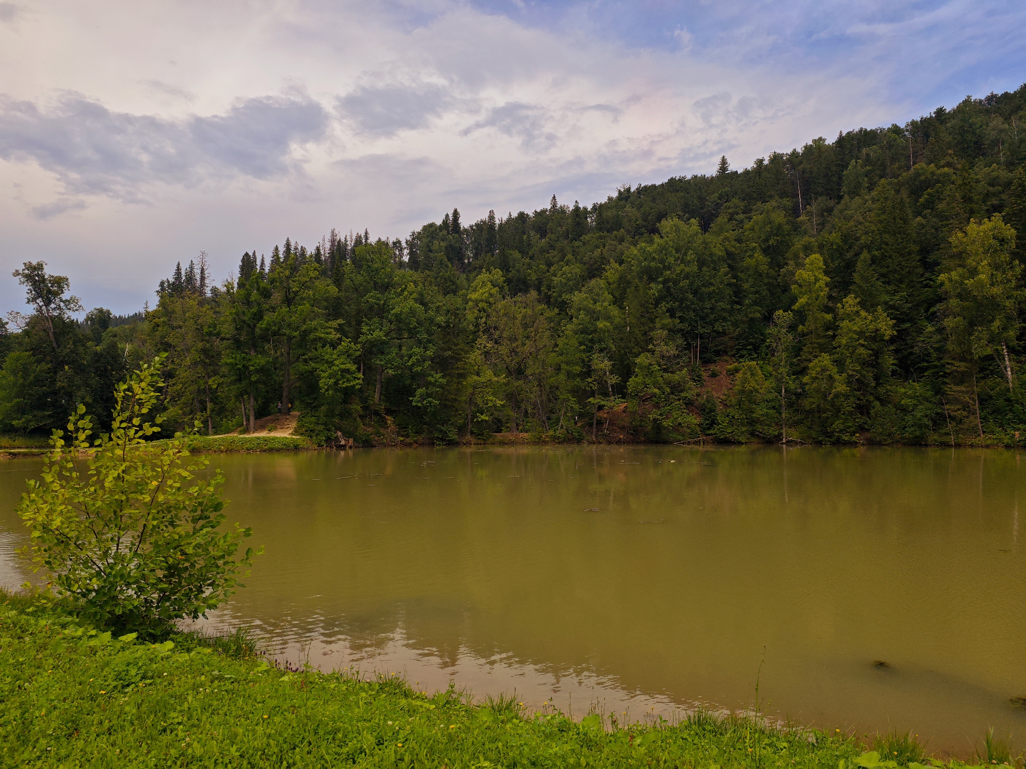 A wide shot captures a tranquil scene at the reservoir in Krasnyy Klyuch, Russia. The foreground is dominated by lush green grass, dotted with small yellow flowers. To the left, a young, leafy tree stands prominently. The body of water, a murky yellow-green, reflects the overcast sky and the dense forest that blankets the far bank. The forest is a vibrant mix of deciduous and coniferous trees, creating a rich tapestry of green. A pathway is visible winding through the trees on the far bank, and a lone figure can be seen walking on it. The sky above is a pale blue, streaked with soft grey clouds, suggesting either early morning or late afternoon light. The overall impression is one of natural beauty and peaceful solitude.
