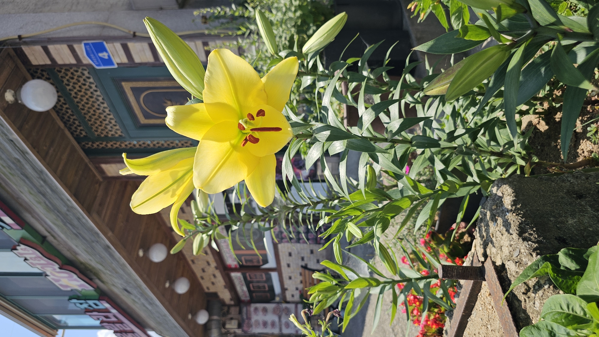 A bright yellow lily bloom is the central focus of this outdoor, daytime shot. The flower, with its six prominent petals and reddish-brown stamens, is in full bloom. Several green lily buds are also visible on the plant, suggesting a continuation of the flowering season. The lily is positioned in front of a building with a wooden exterior and decorative dark green trim. A street sign with the number "4" inside a blue square is visible on the building's facade, along with a white outdoor light fixture. The background reveals the interior of what appears to be a shop or restaurant, with patterned walls and seating arrangements. Further in the background, a patch of small red flowers adds a touch of contrasting color to the scene. The overall impression is one of a sunny day, with the vibrant lily catching the light. There is no visible text that can be clearly read. The image appears to be taken in Asan-si, South Korea.