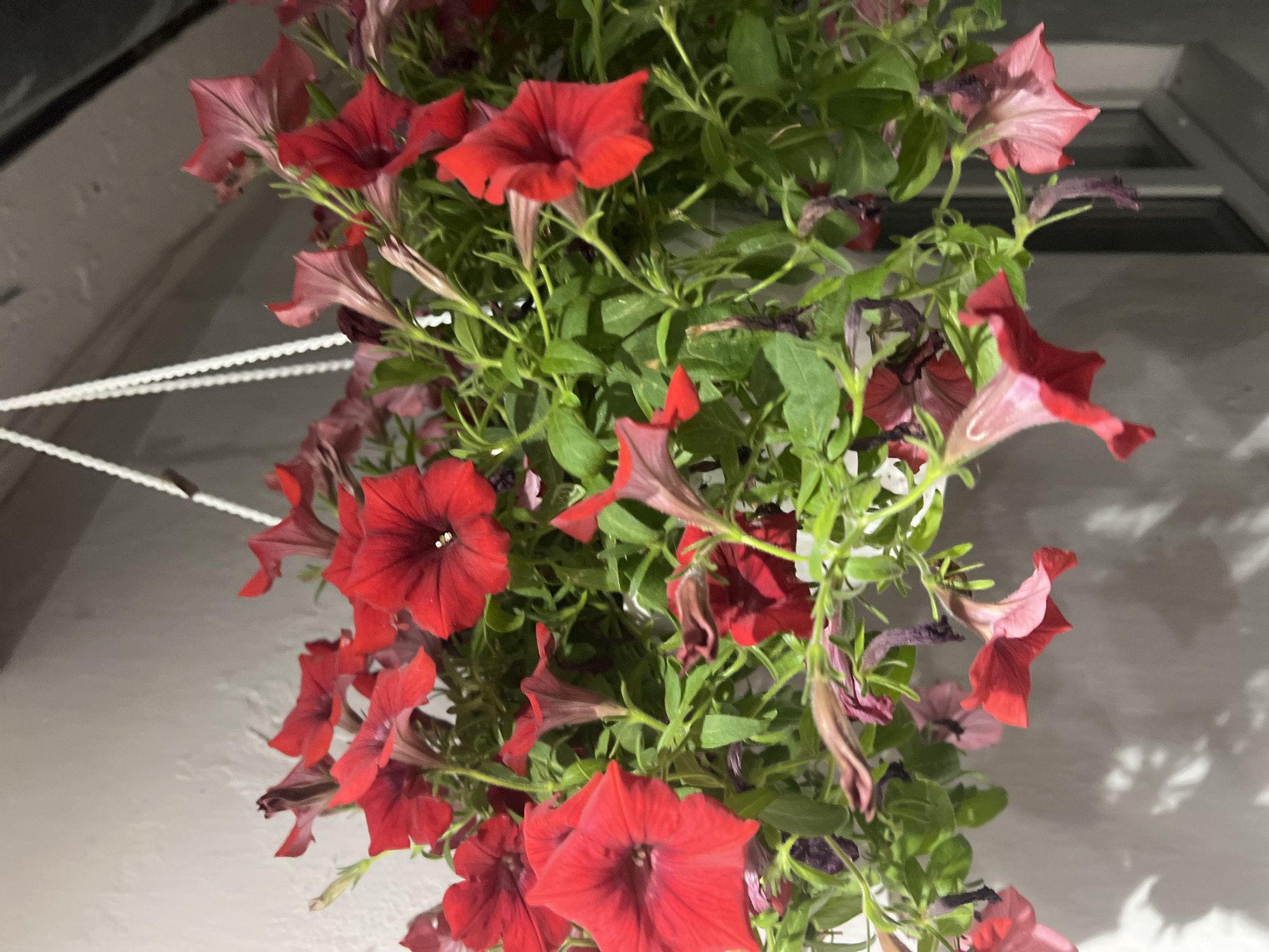 A close-up, low-angle shot captures a hanging basket filled with vibrant red petunias. The flowers are in various stages of bloom, with some fully open and others still developing. Their trumpet-shaped petals are a deep, rich red, with lighter pink hues visible on some of the inner petals and edges. The green foliage is lush and abundant, providing a backdrop for the striking blossoms. The basket is suspended by white cords, which are partially visible against a plain, light-colored wall. The lighting in the scene is somewhat dim, creating soft shadows on the wall and highlighting the textures of the flowers and leaves. The overall impression is one of natural beauty and a touch of domestic charm, suggesting a garden or balcony setting. The image appears to have been taken outdoors, possibly in the evening or early morning, given the lighting conditions. The location is specified as Zarudyntsi, Ukraine, though no specific landmarks or urban features are identifiable within the frame to corroborate this.